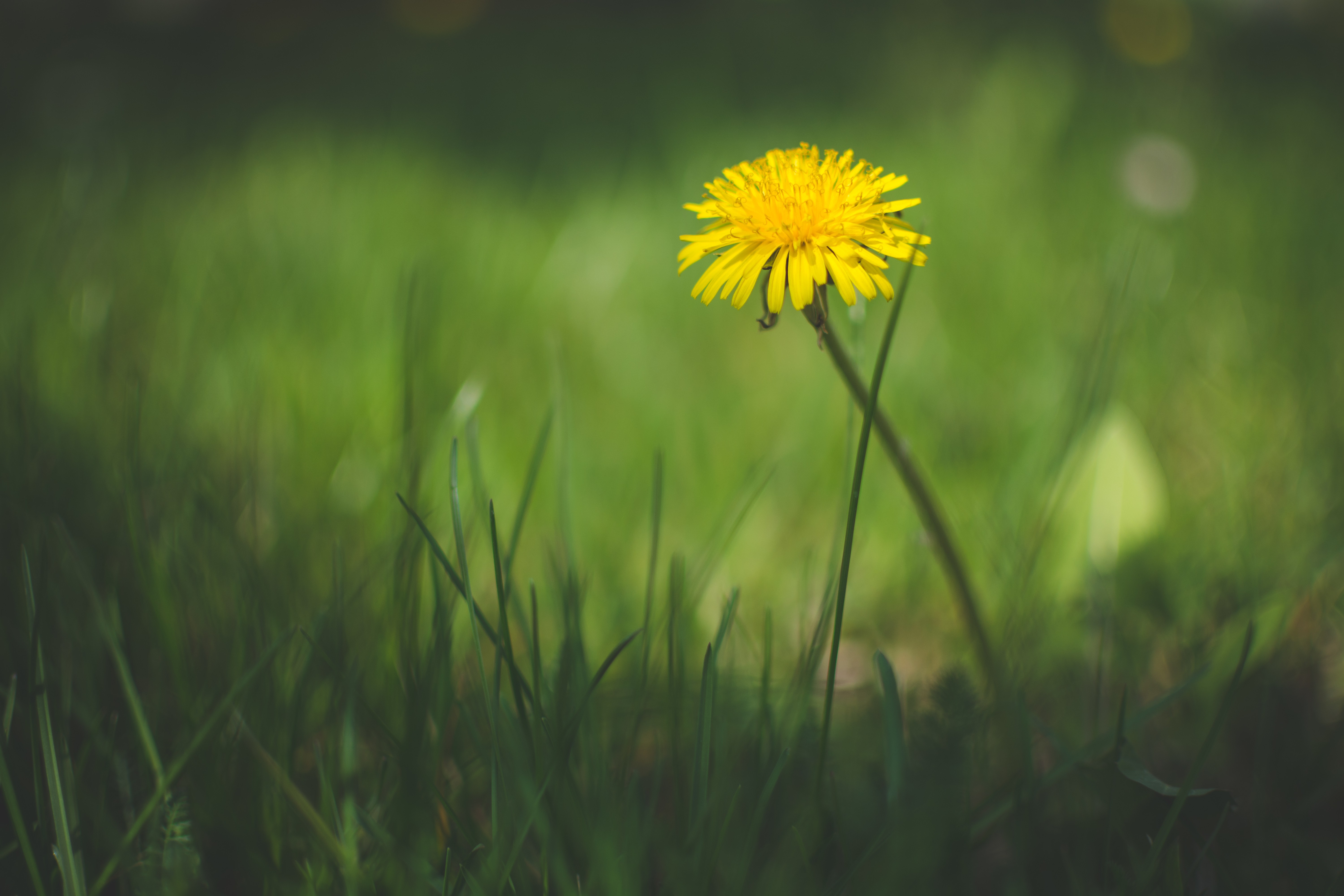 桌面上的壁纸蒲公英 鲜花 草地
