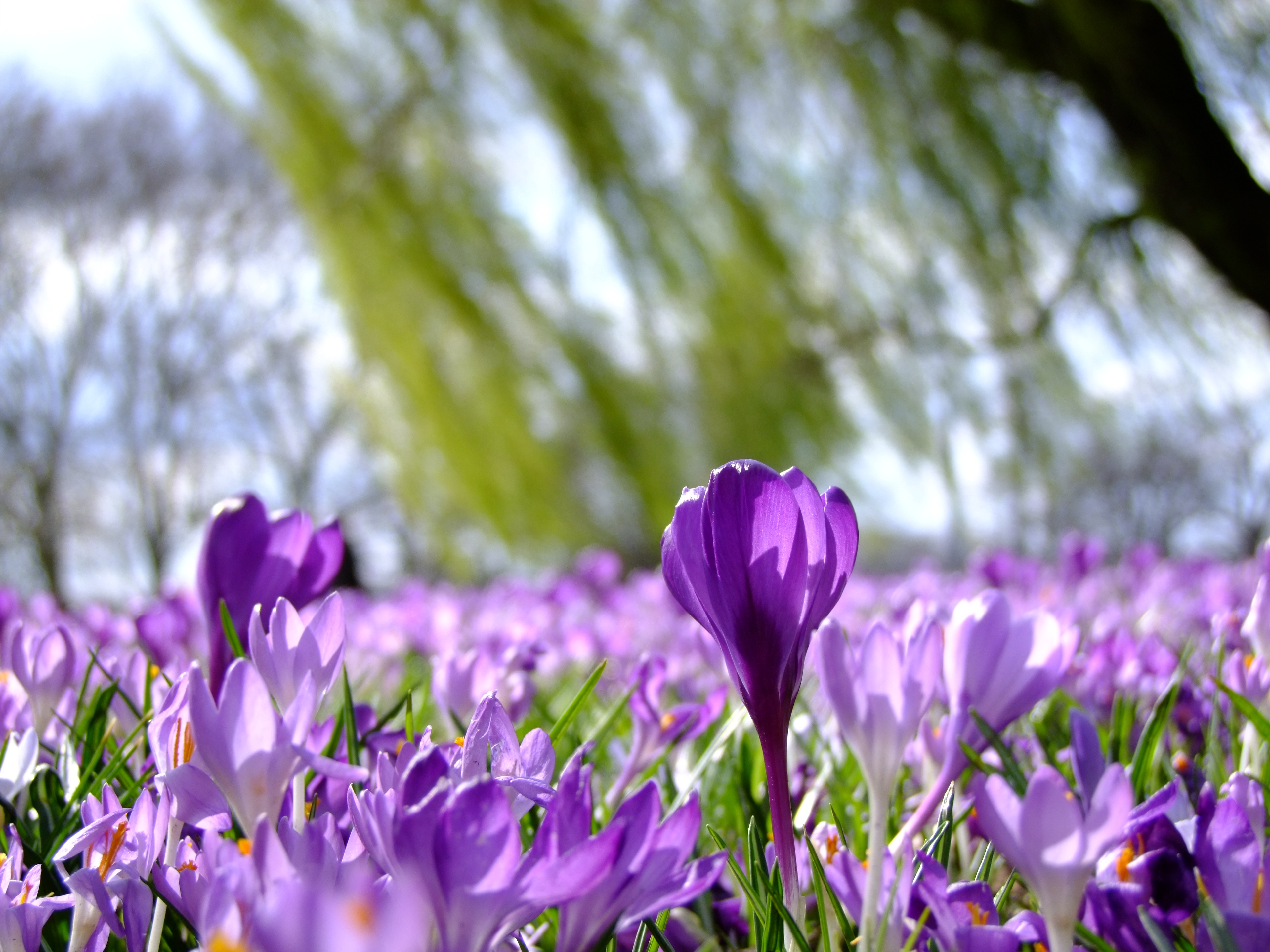 Free photo The flowers are bright purple in color