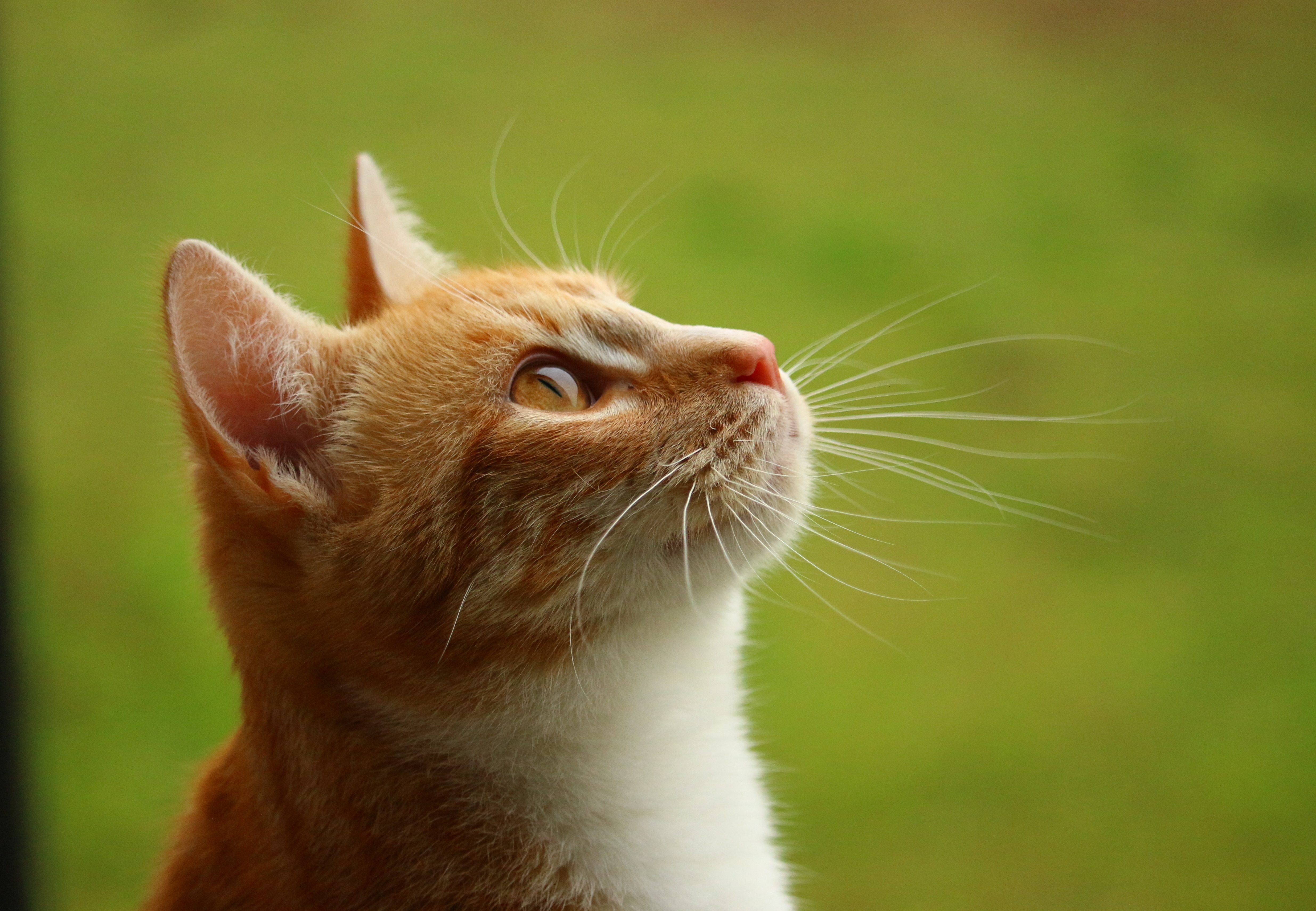 桌面上的壁纸小猫 猫 哺乳动物