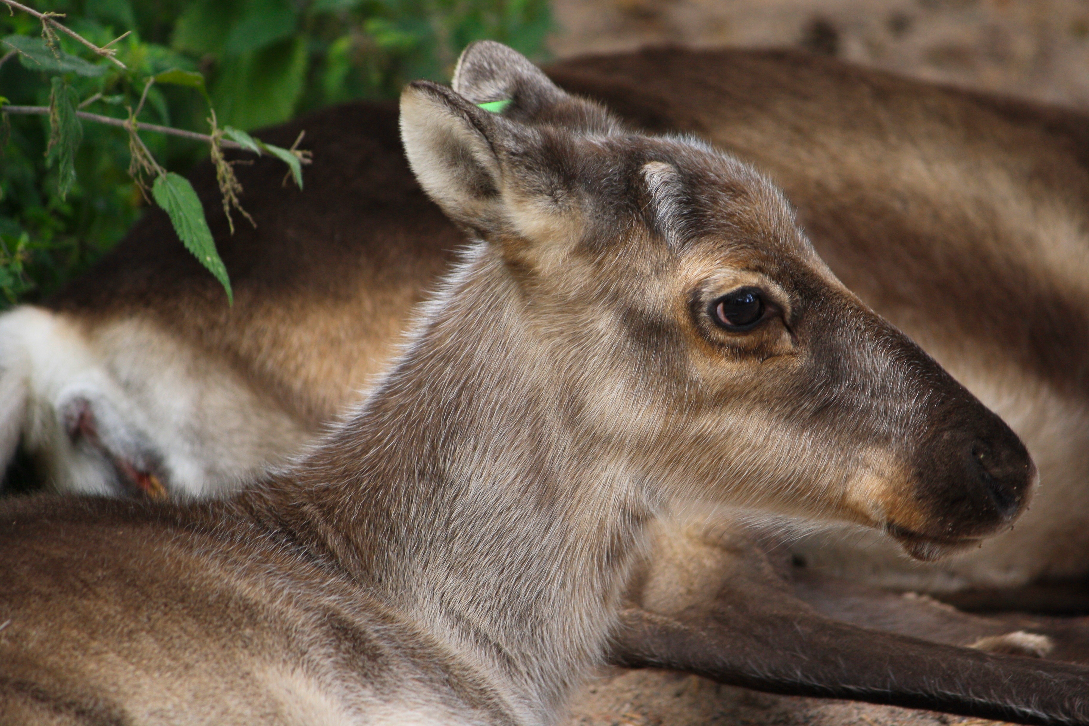 Northern deer