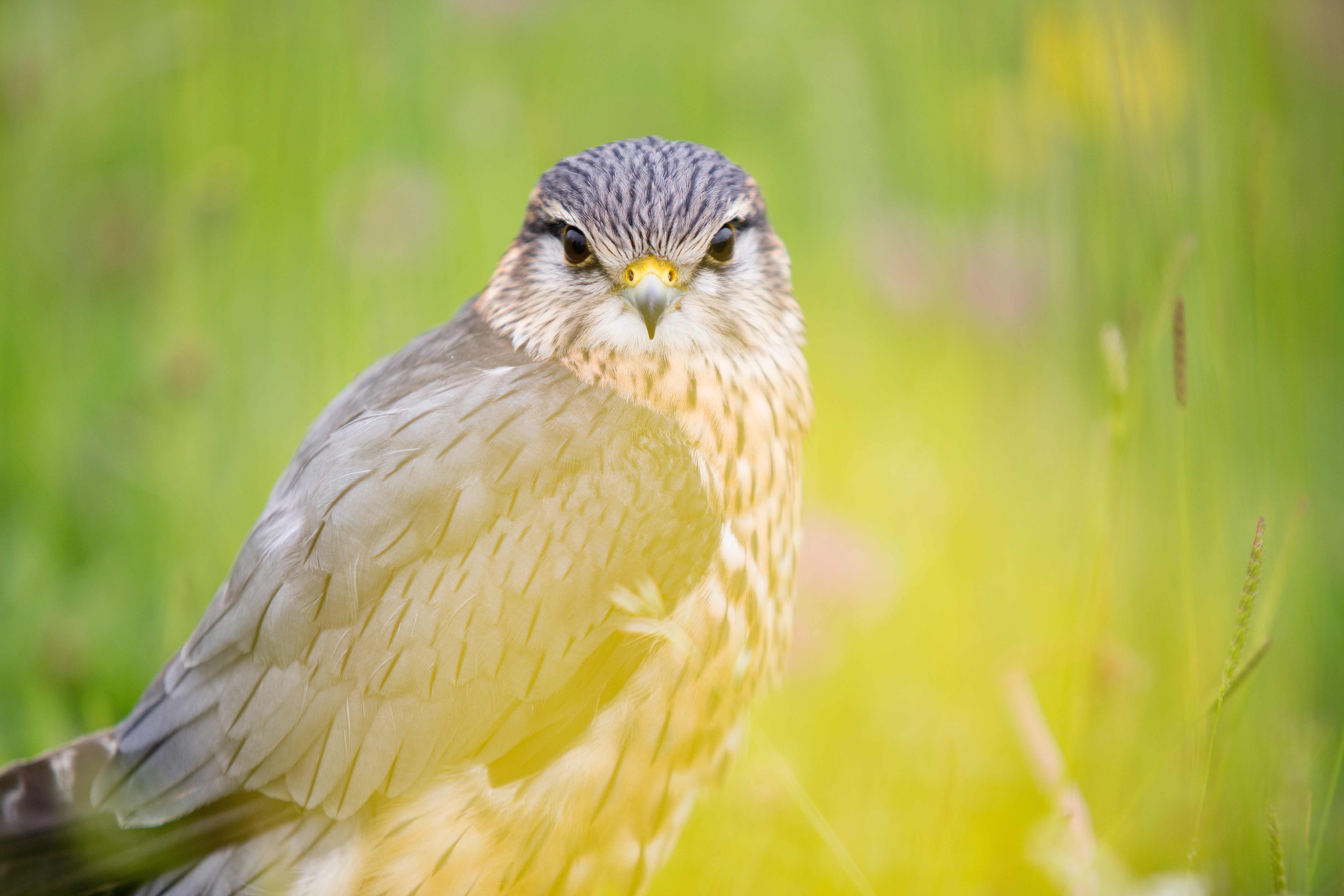 Free photo A finch sits in the grass