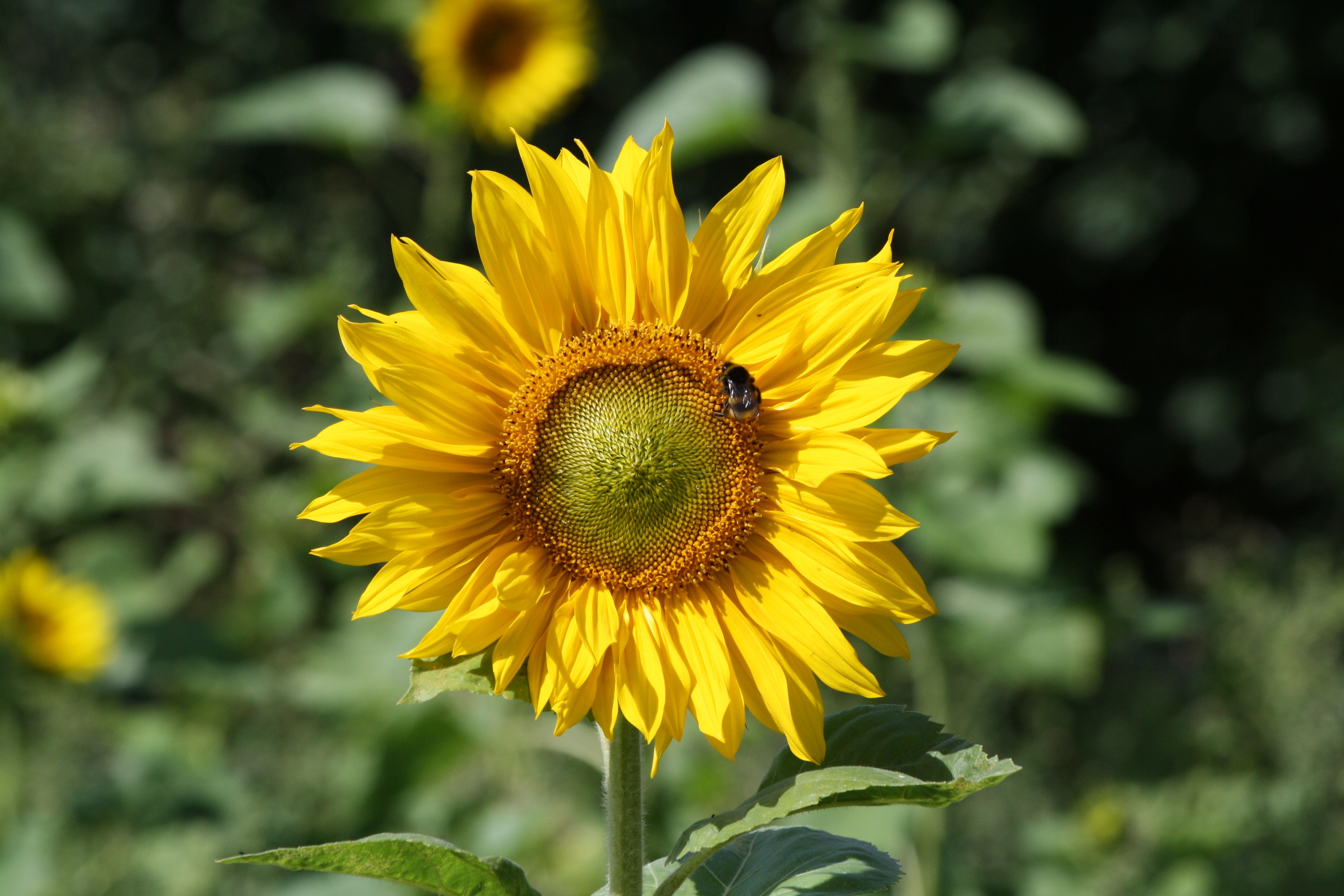 Wallpapers nature plant field on the desktop