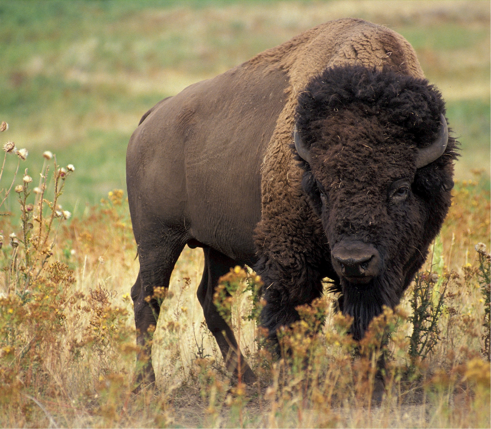 Wallpapers prairie adventure animal on the desktop