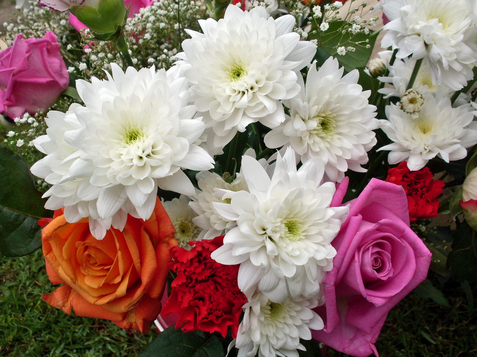 Обои розы хризантемы цветы на рабочий стол