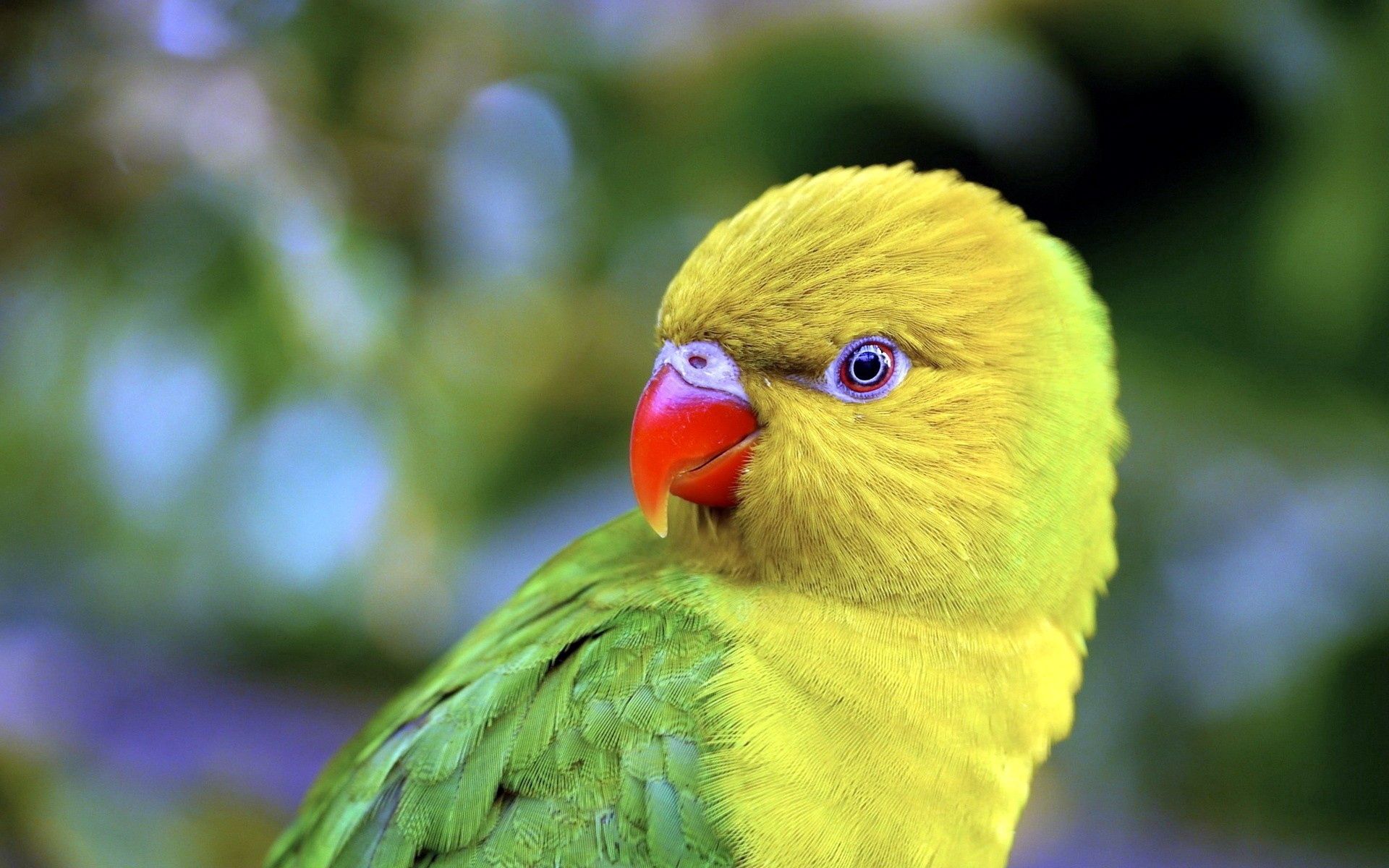 一只可爱的黄鹦鹉用一只眼睛向外张望