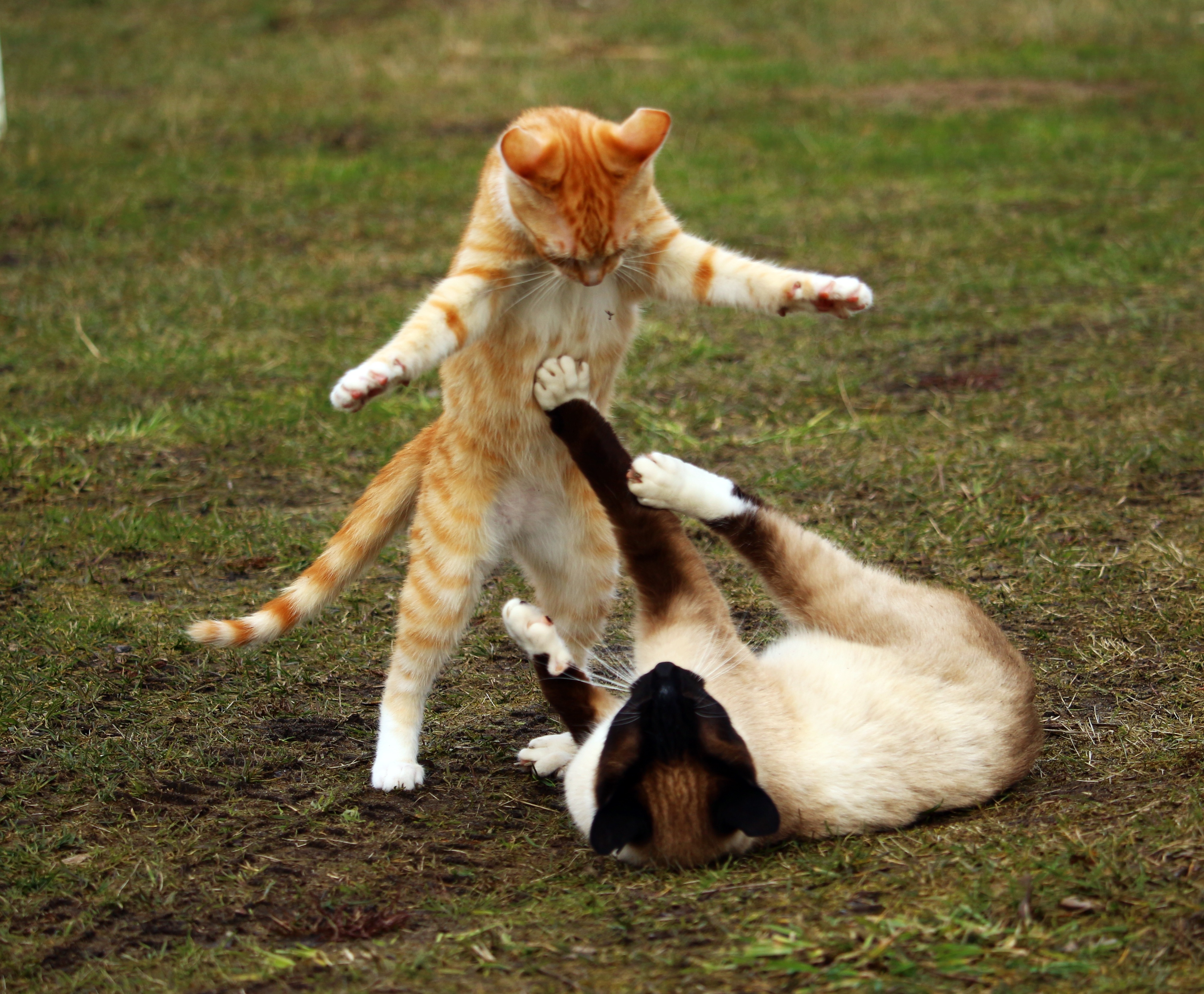 Free photo Catfight