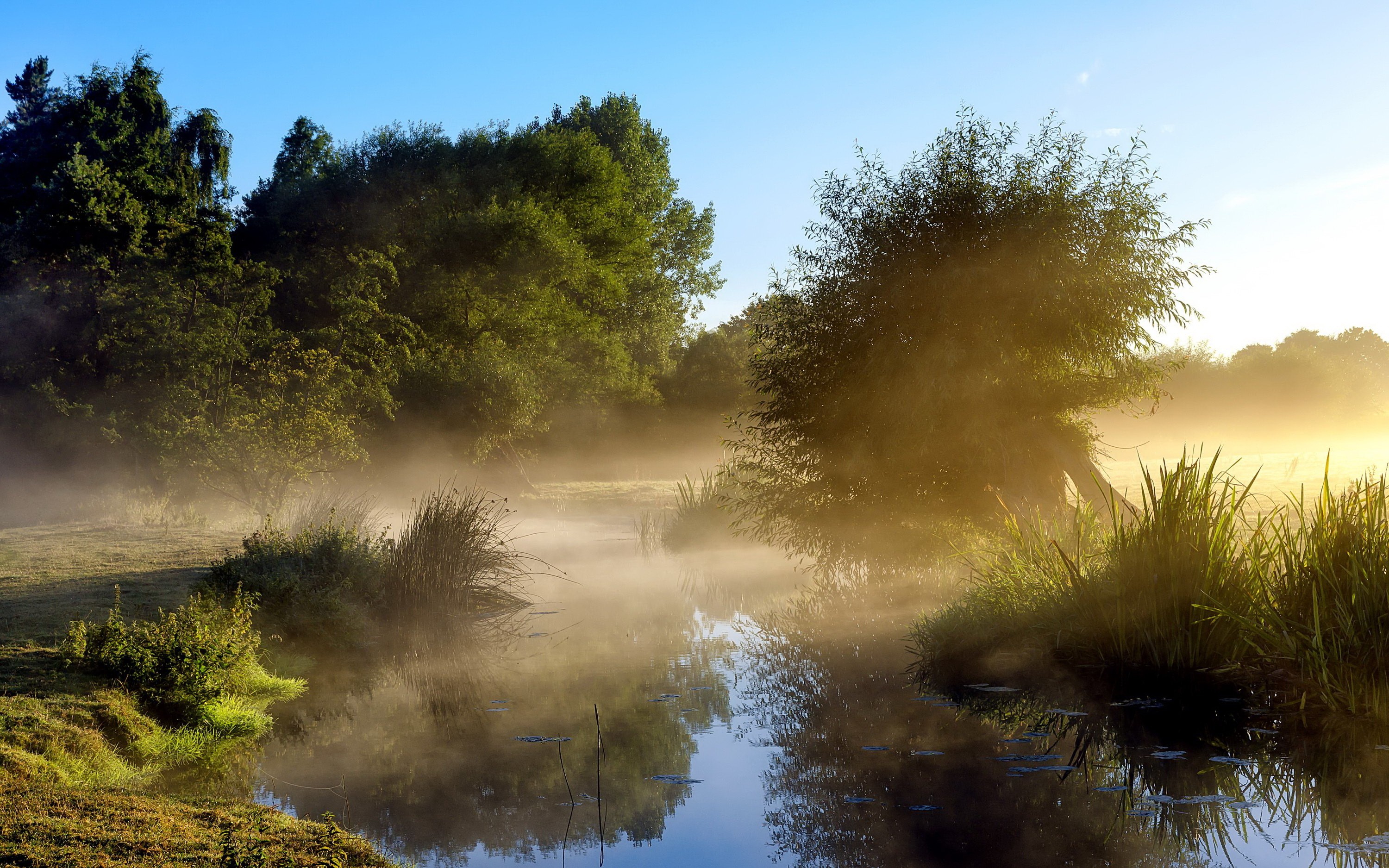 Wallpapers morning tree fog on the desktop