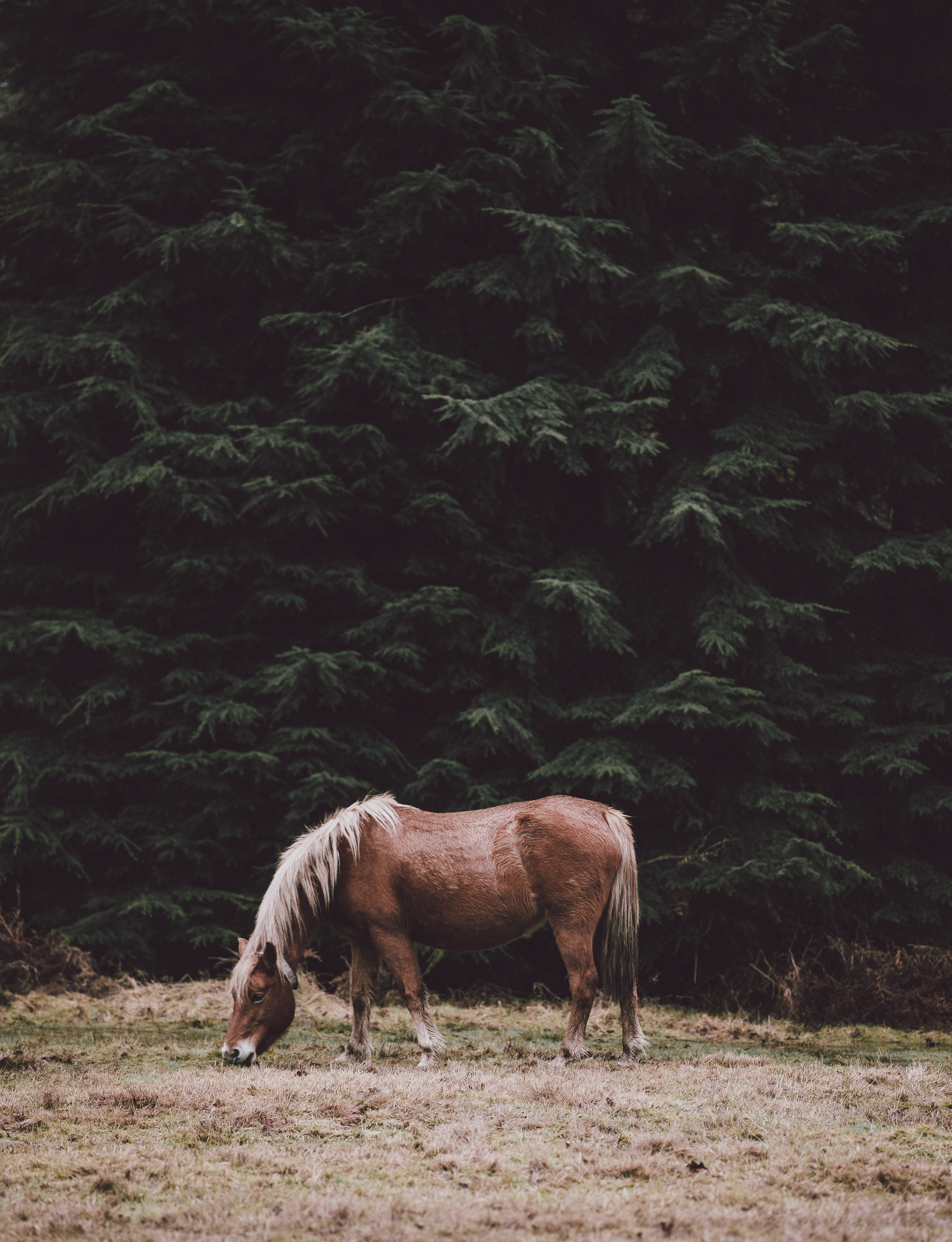 一匹马在草地上吃草