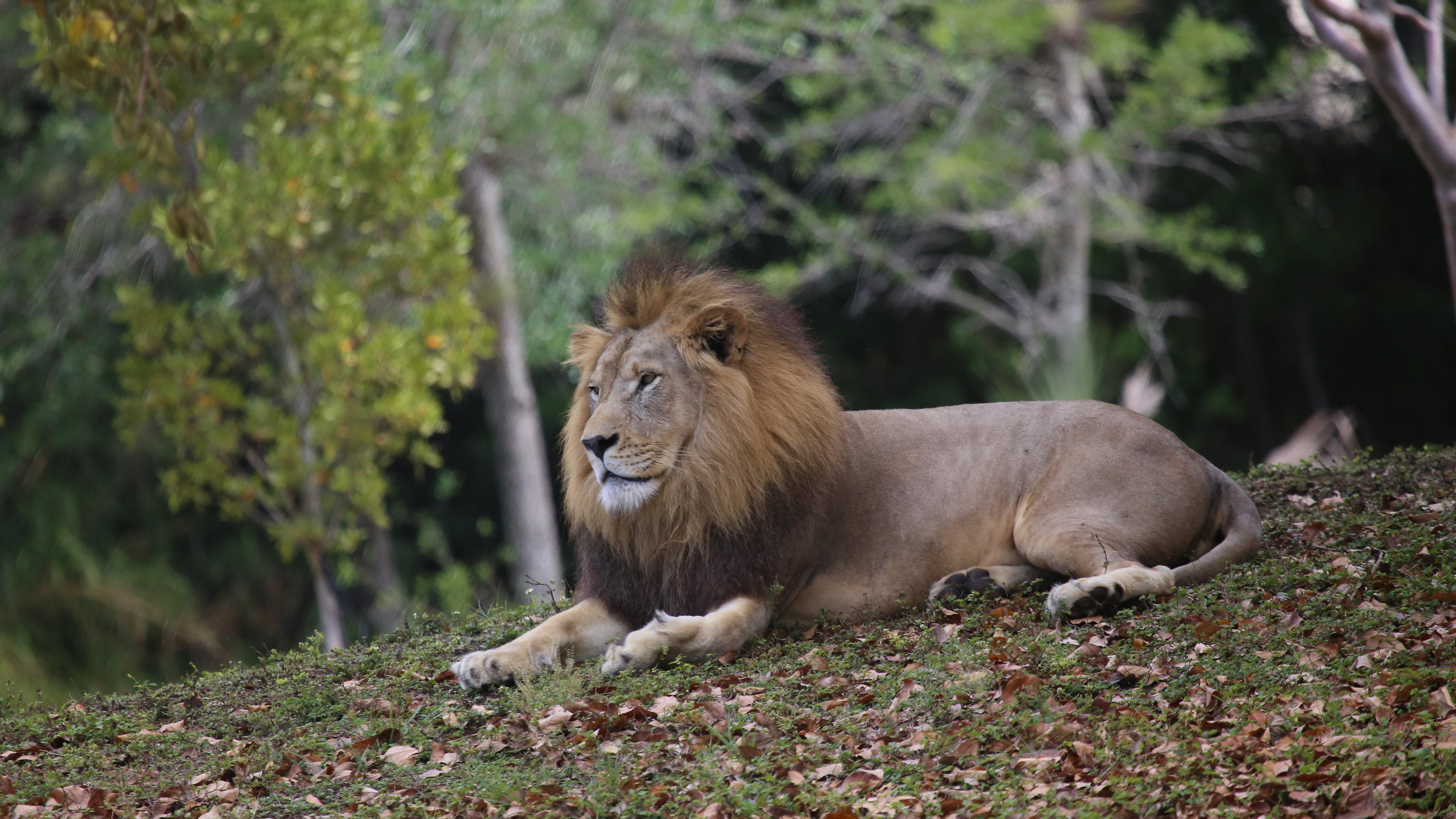 Free photo The lion king lies on the fallen leaves