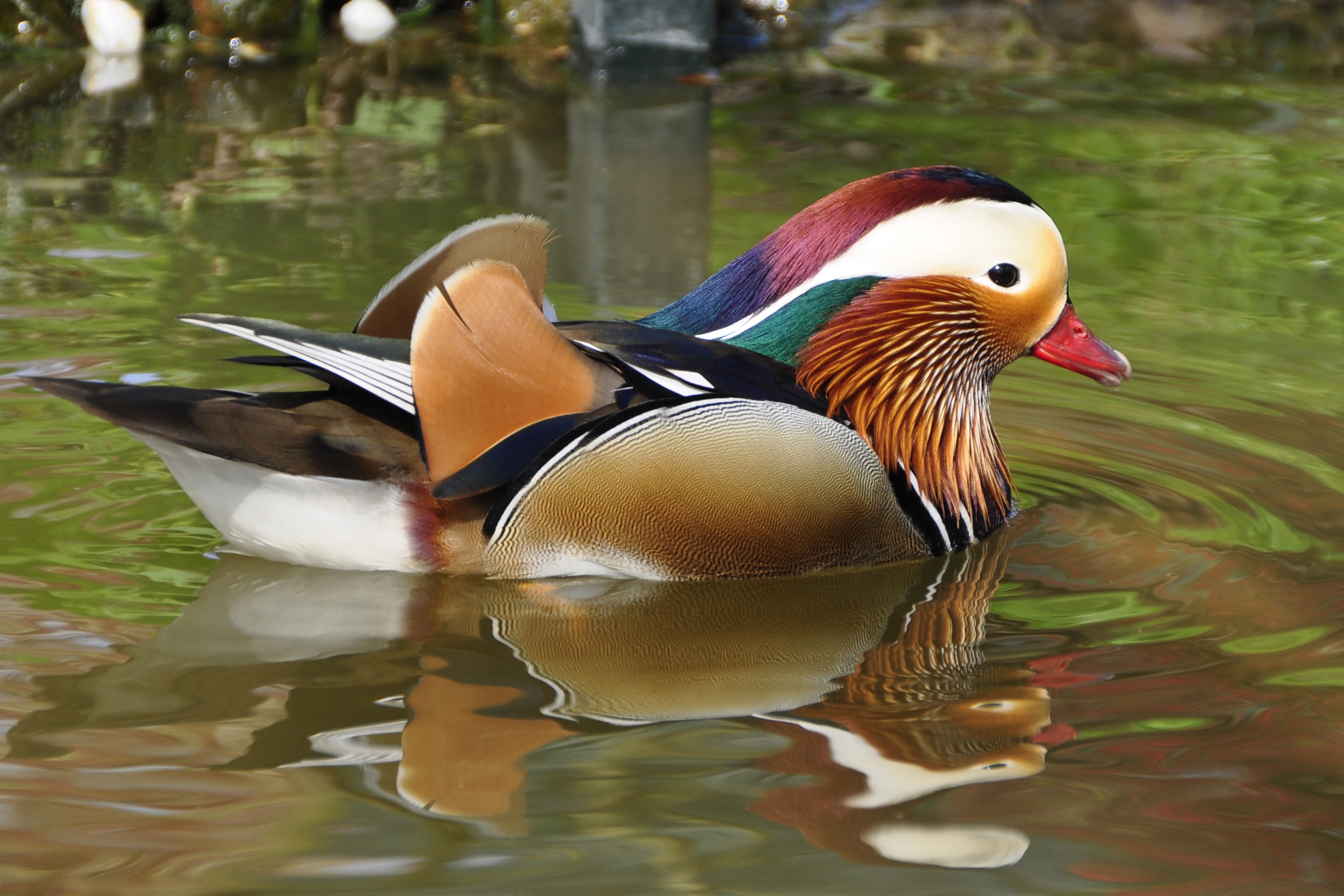 Free photo A duck on the water