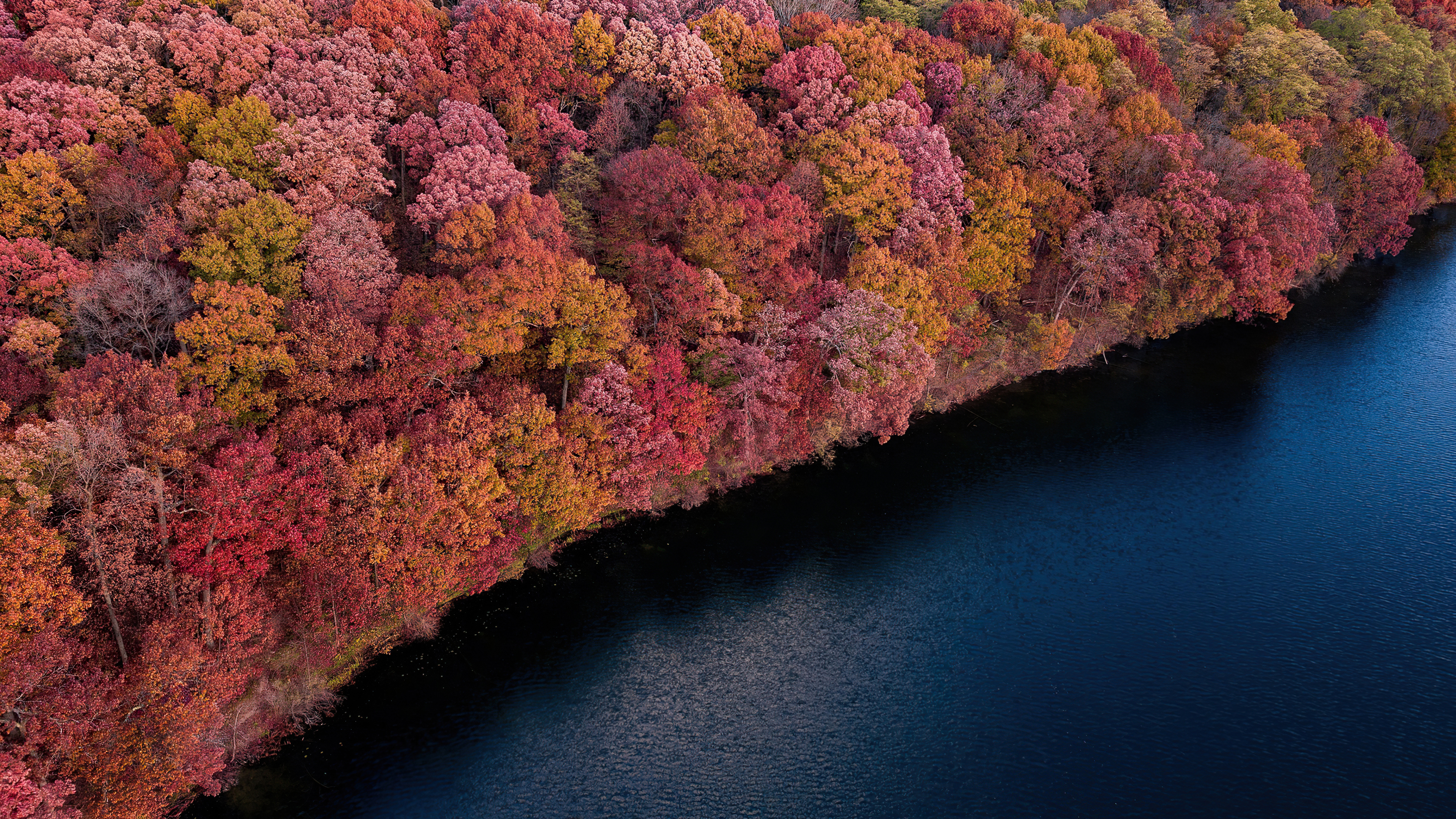免费照片河岸上茂密的秋林