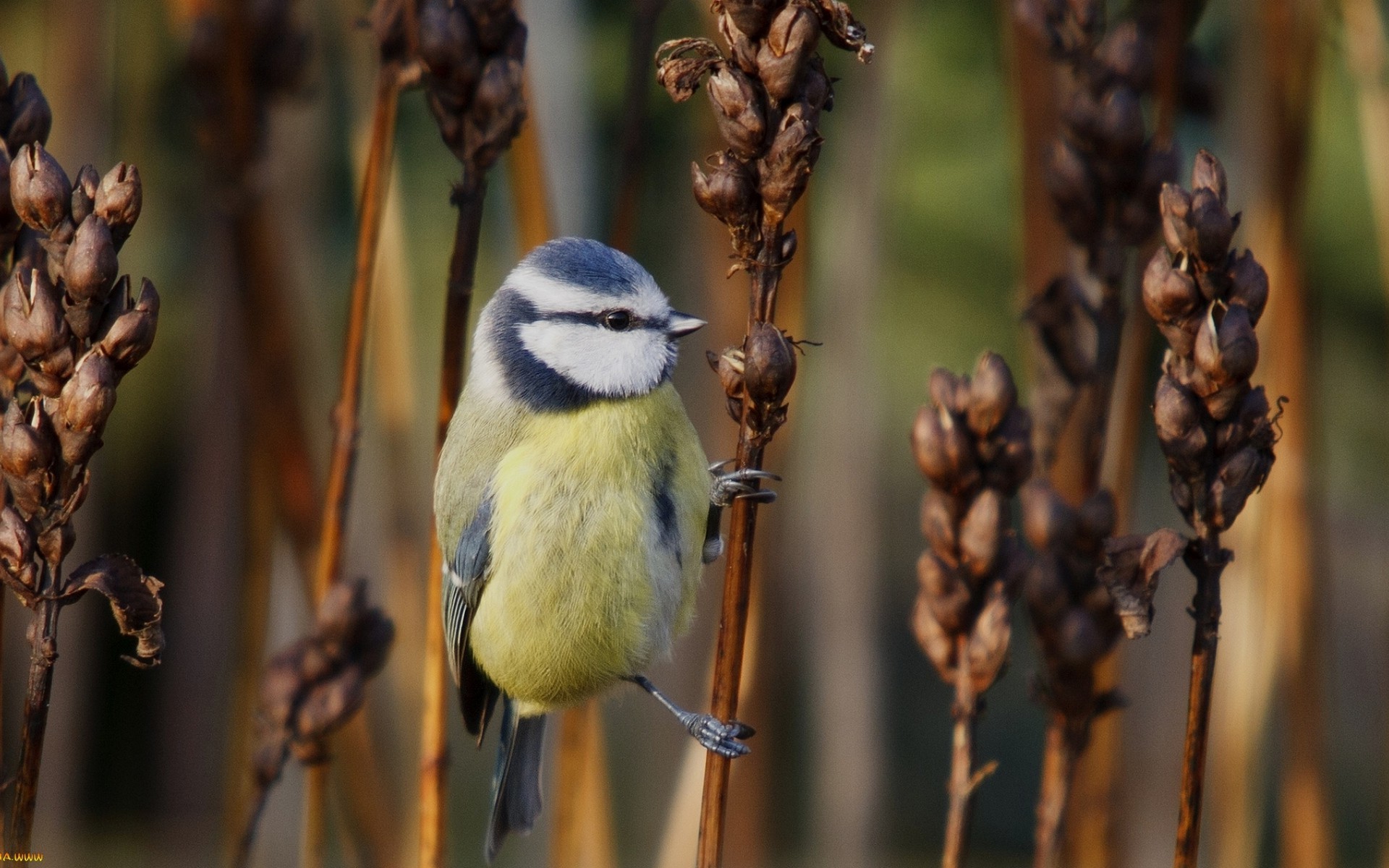 Free photo A blue tit among the dry stalks