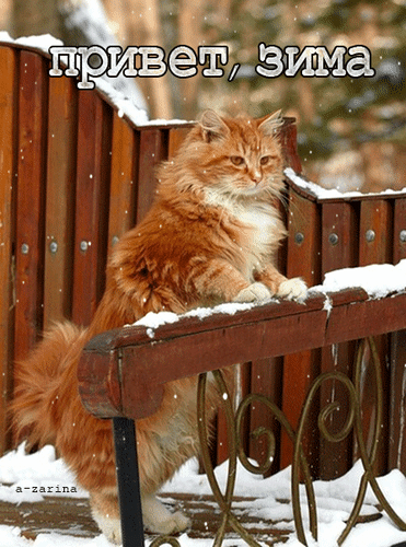 Открытка на тему привет зима кот скачать бесплатно