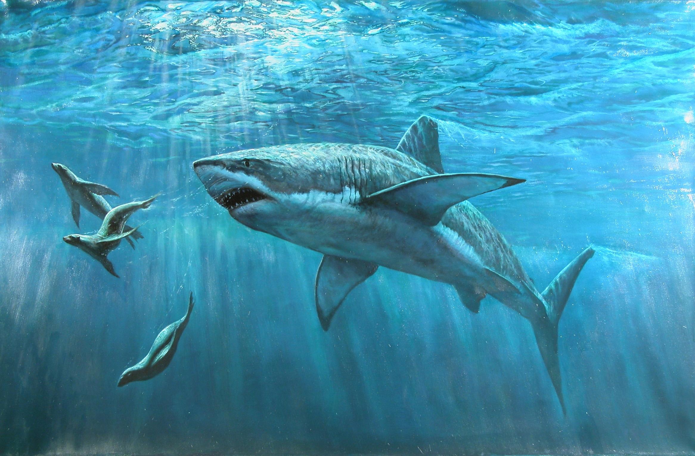 Wallpapers Sharks sea Underwater world on the desktop