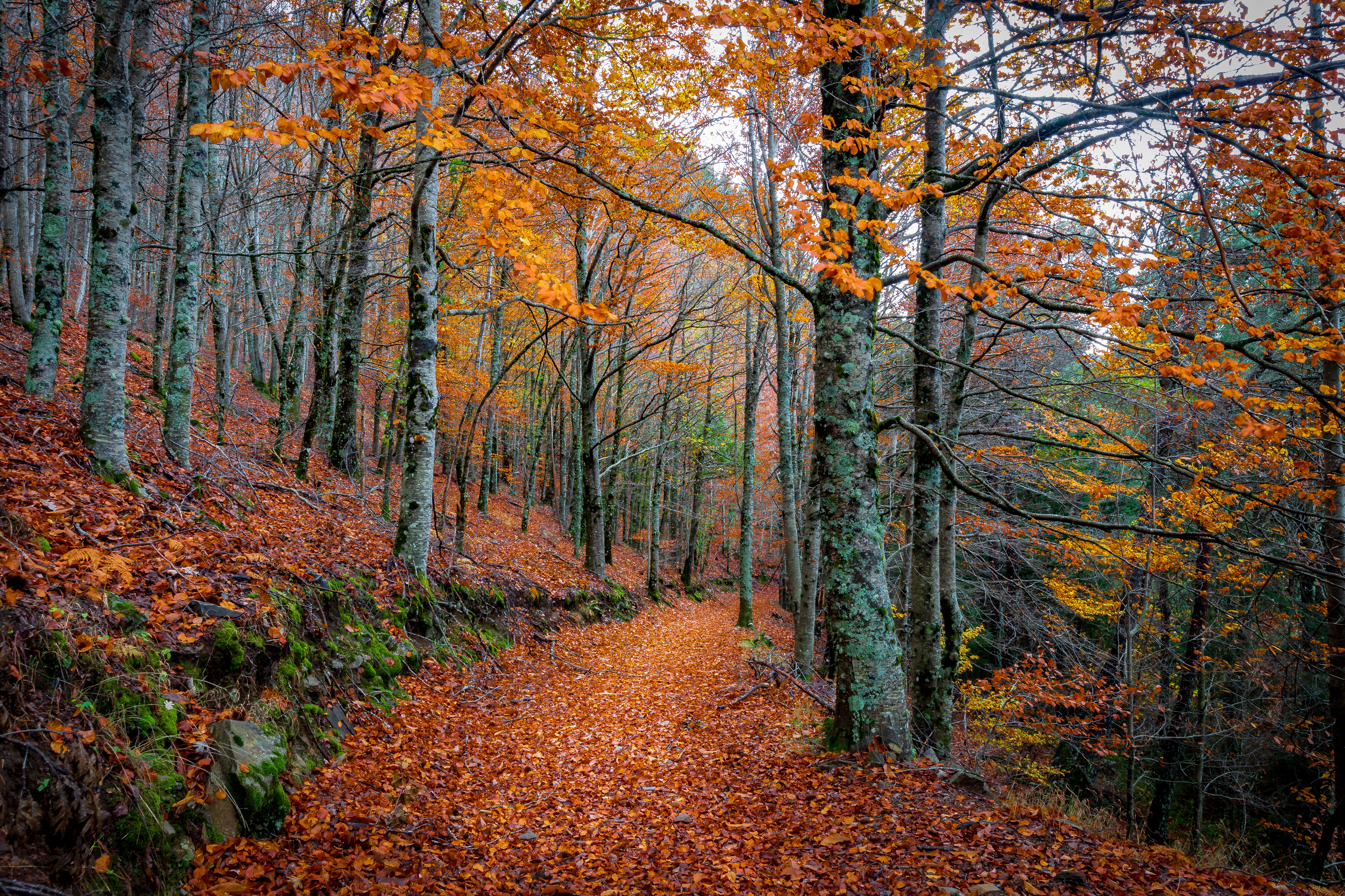 Free photo Autumn road studded with leaves