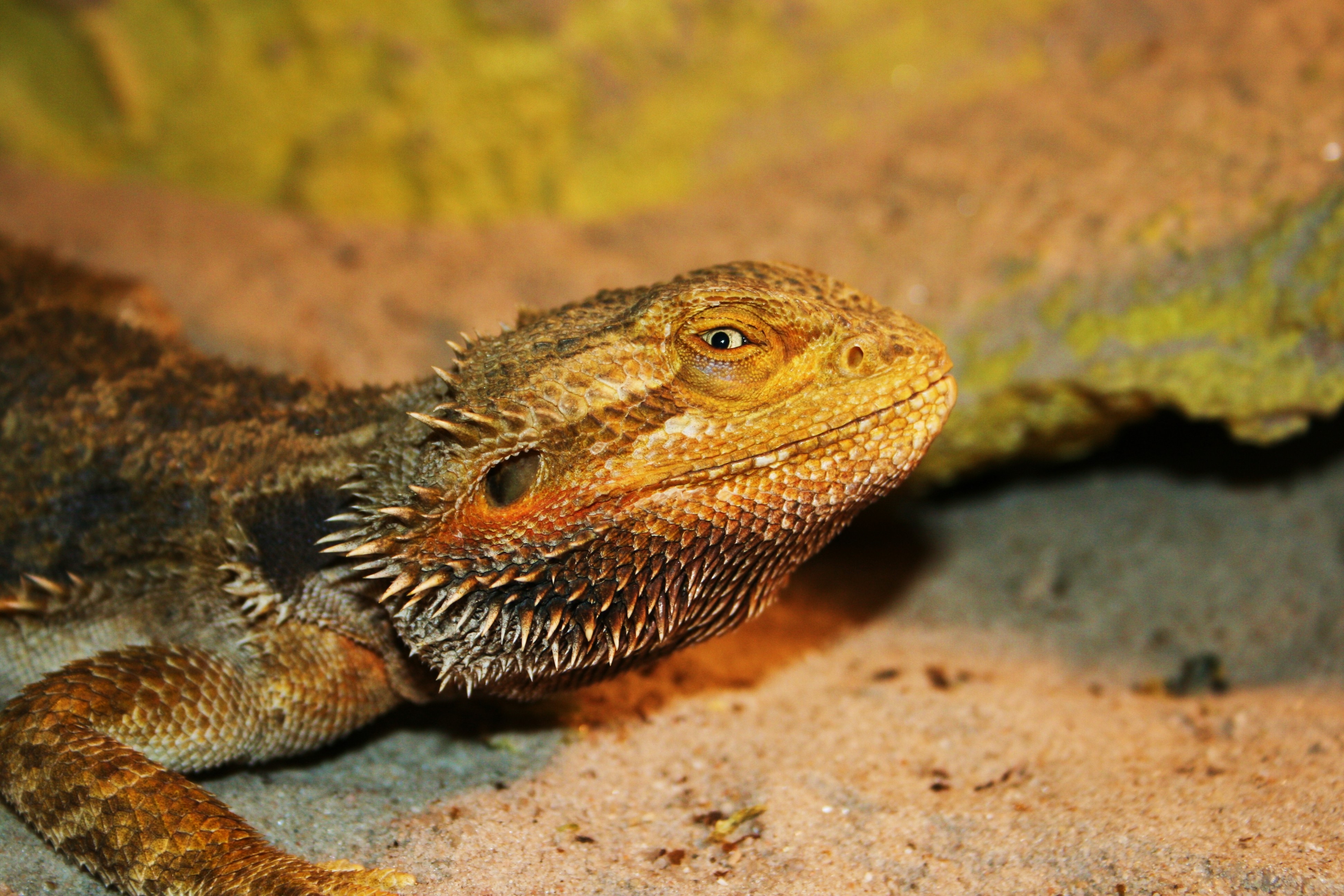 Free photo A wild lizard close-up