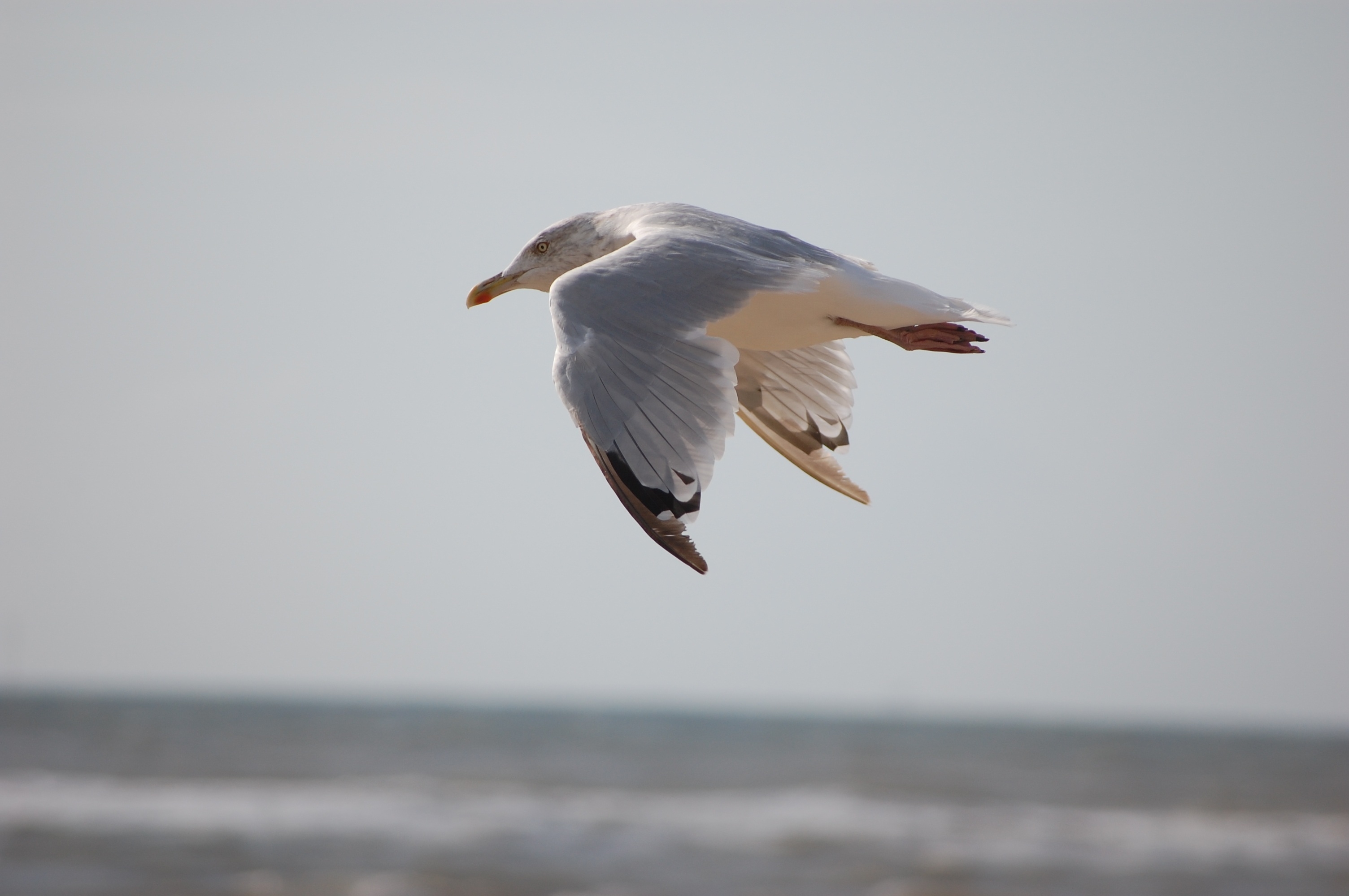 A seagull clenches its wings for comfortable flight against the wind