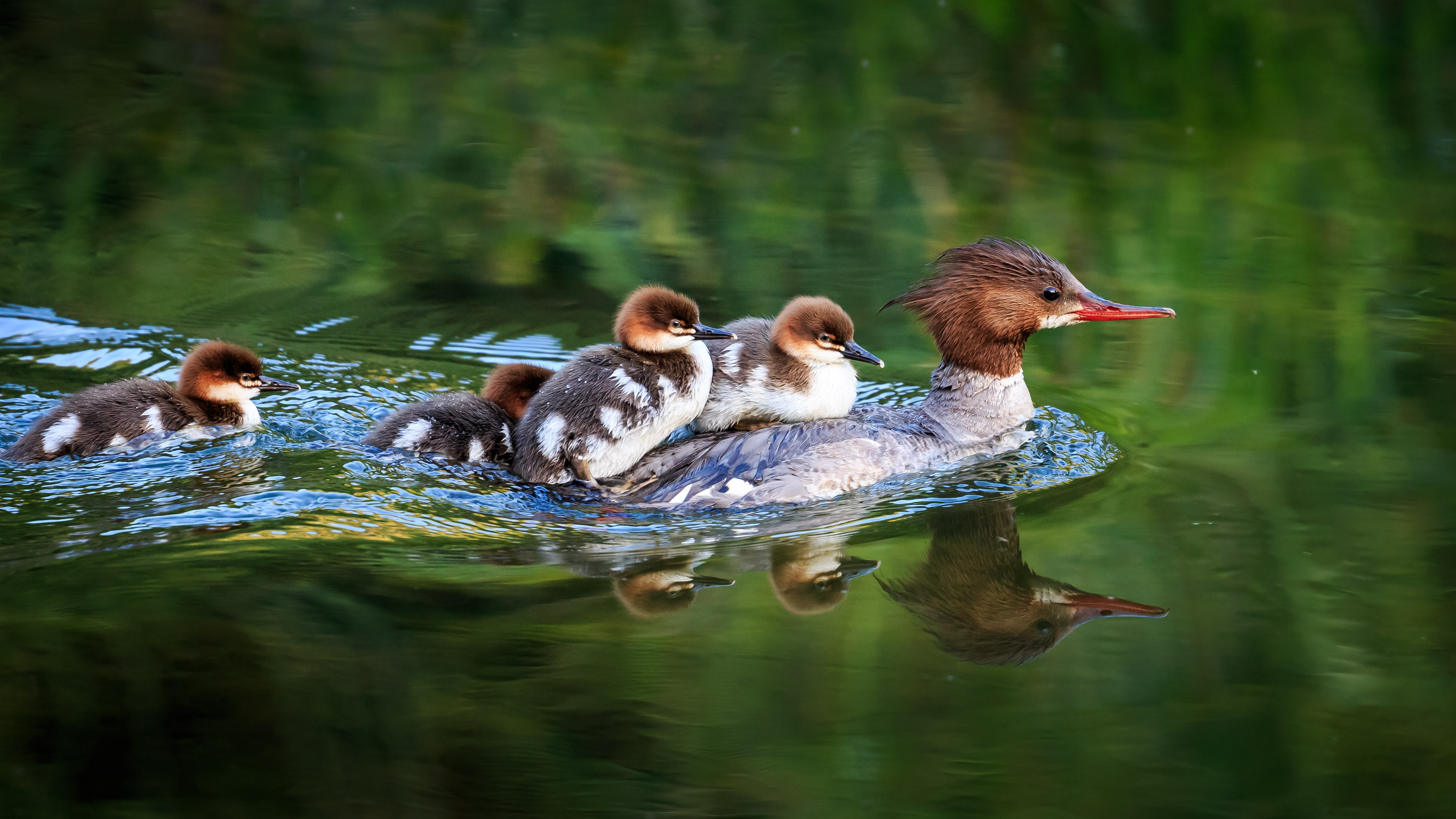 Wallpapers duck common merganser Common Merganse on the desktop