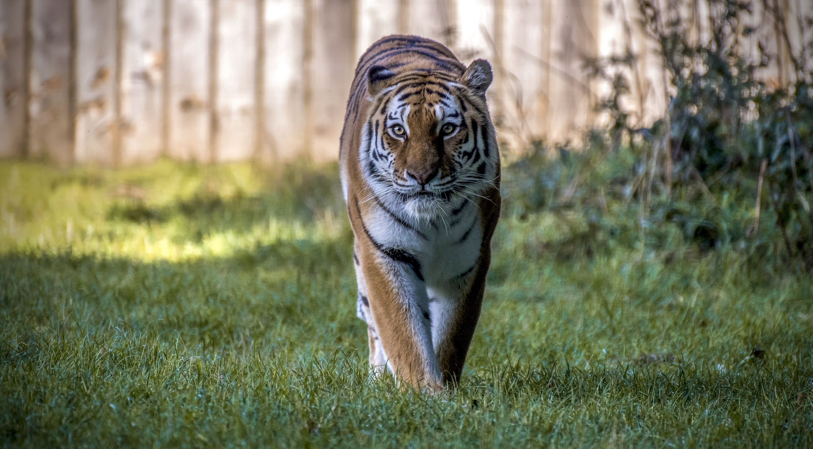 Free photo High quality wallpapers Amur tiger, predator on the phone