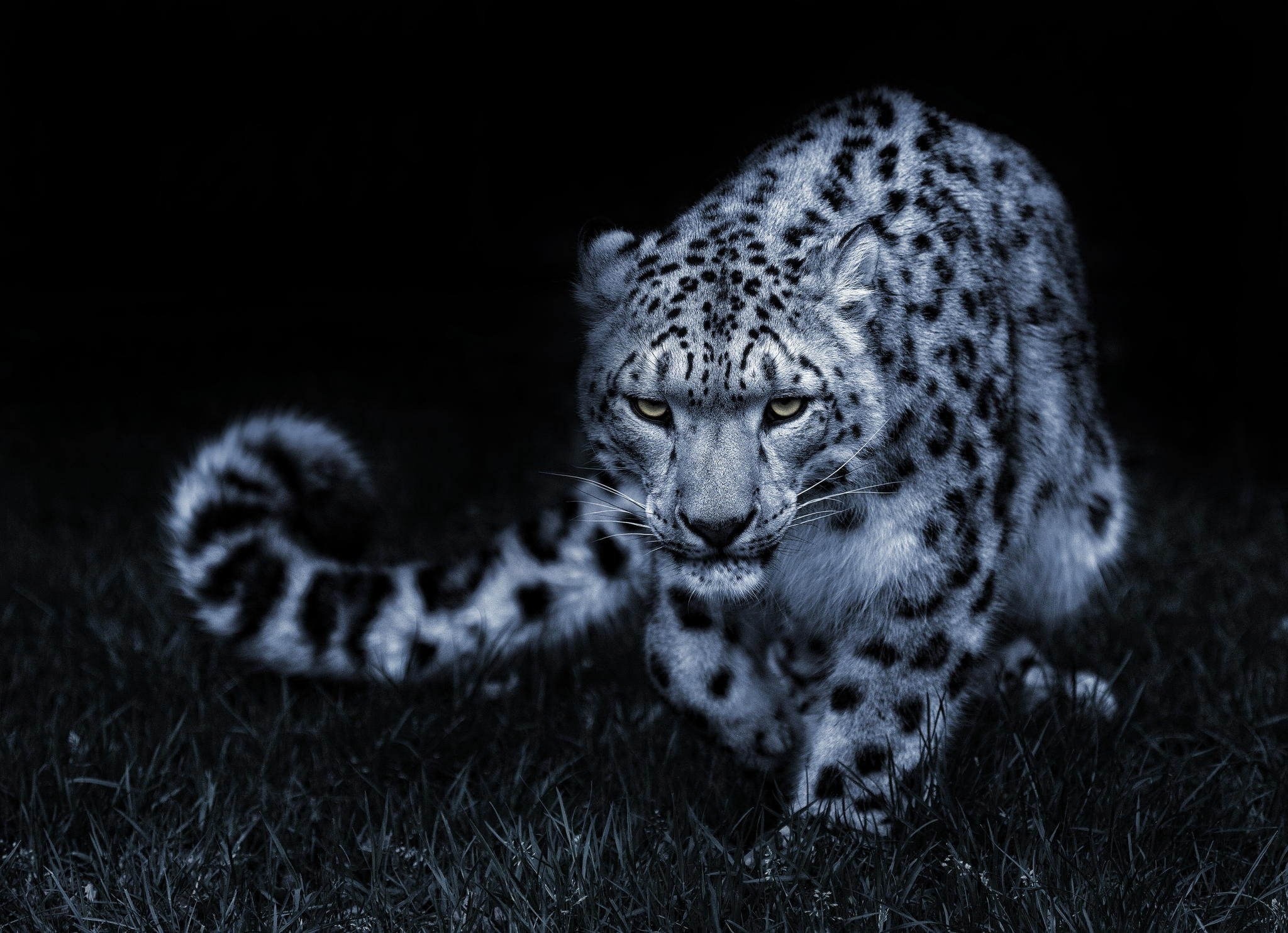 Wallpapers Leopard pose snow on the desktop