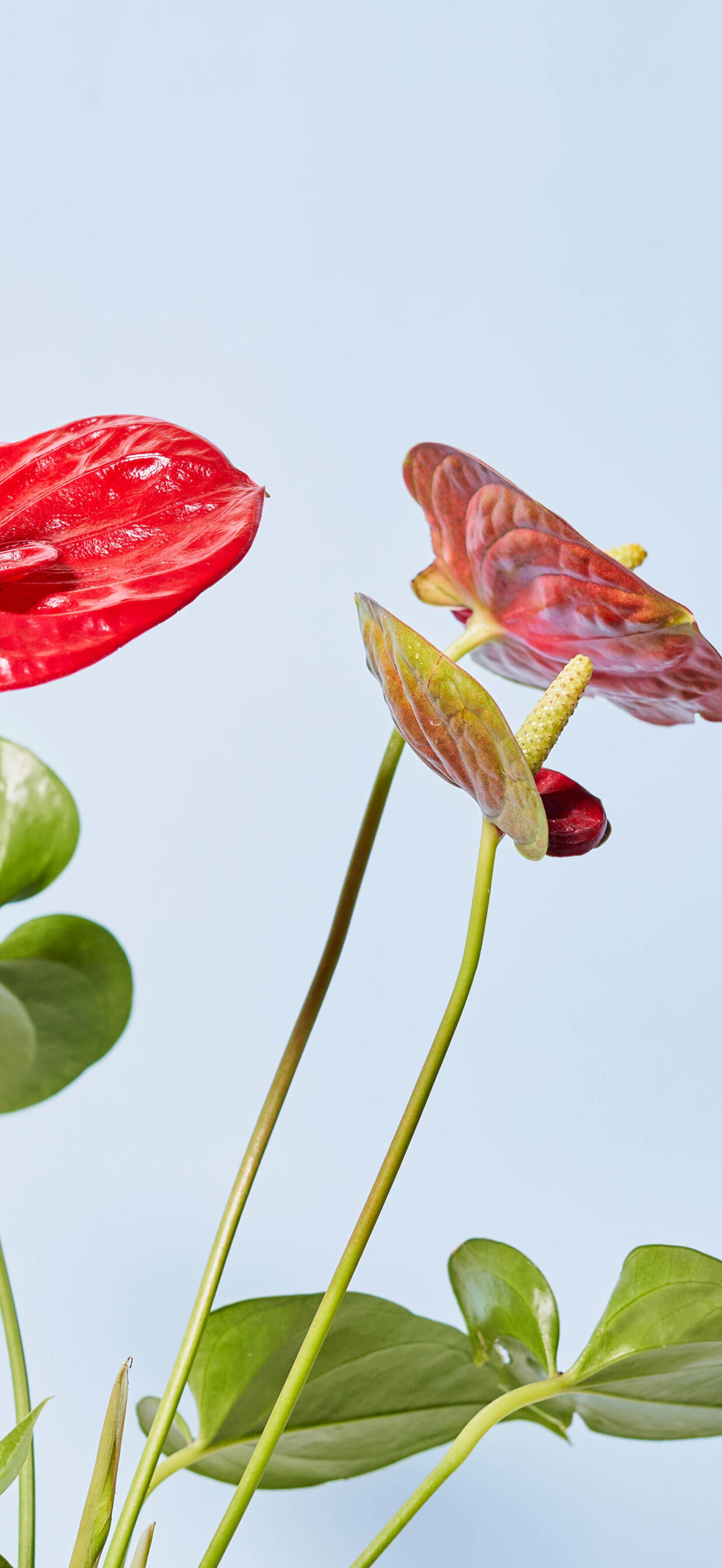 Как выглядит мужской цветок Как выглядит мужской цветок