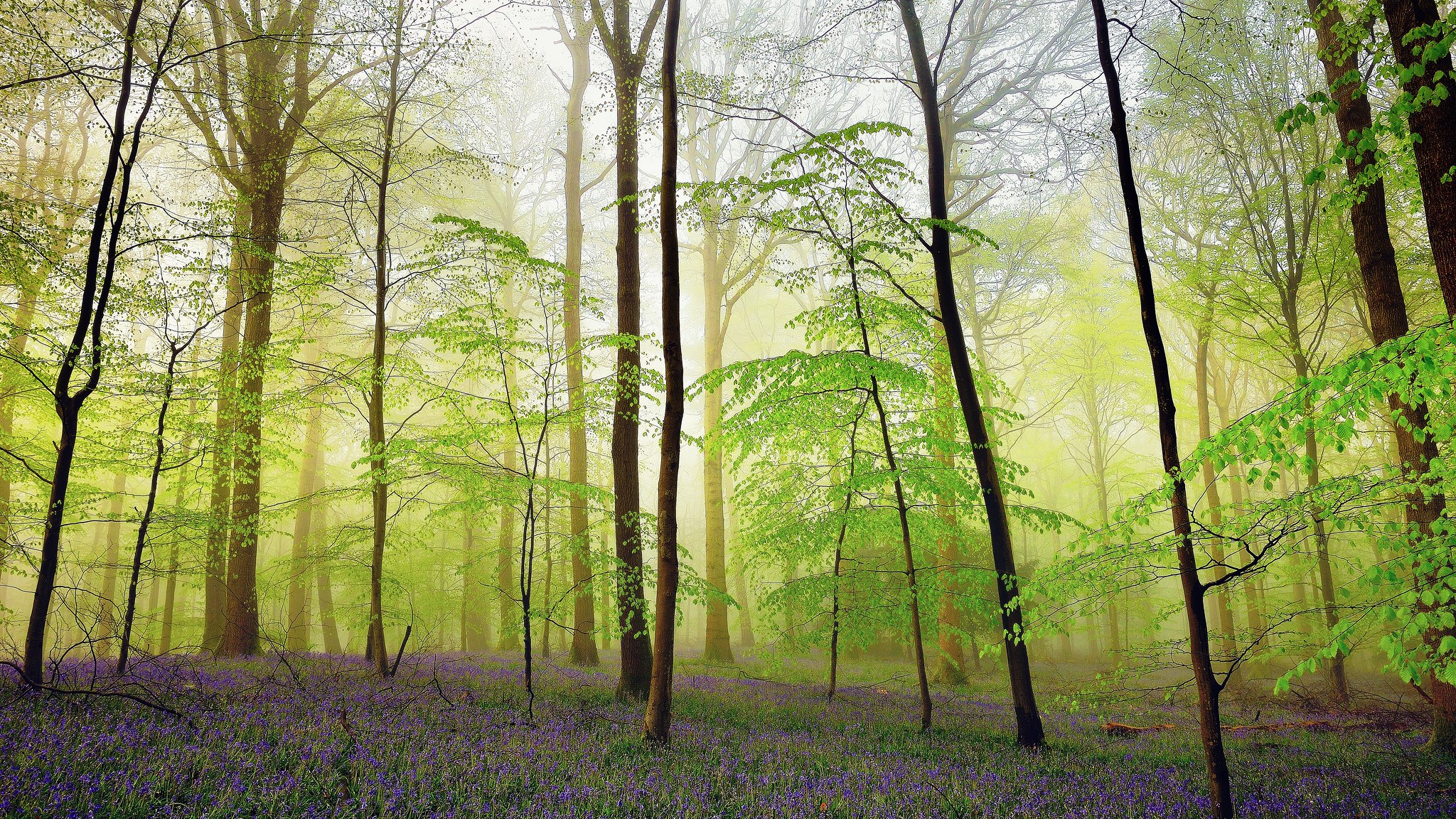 Free photo Morning in a summer forest