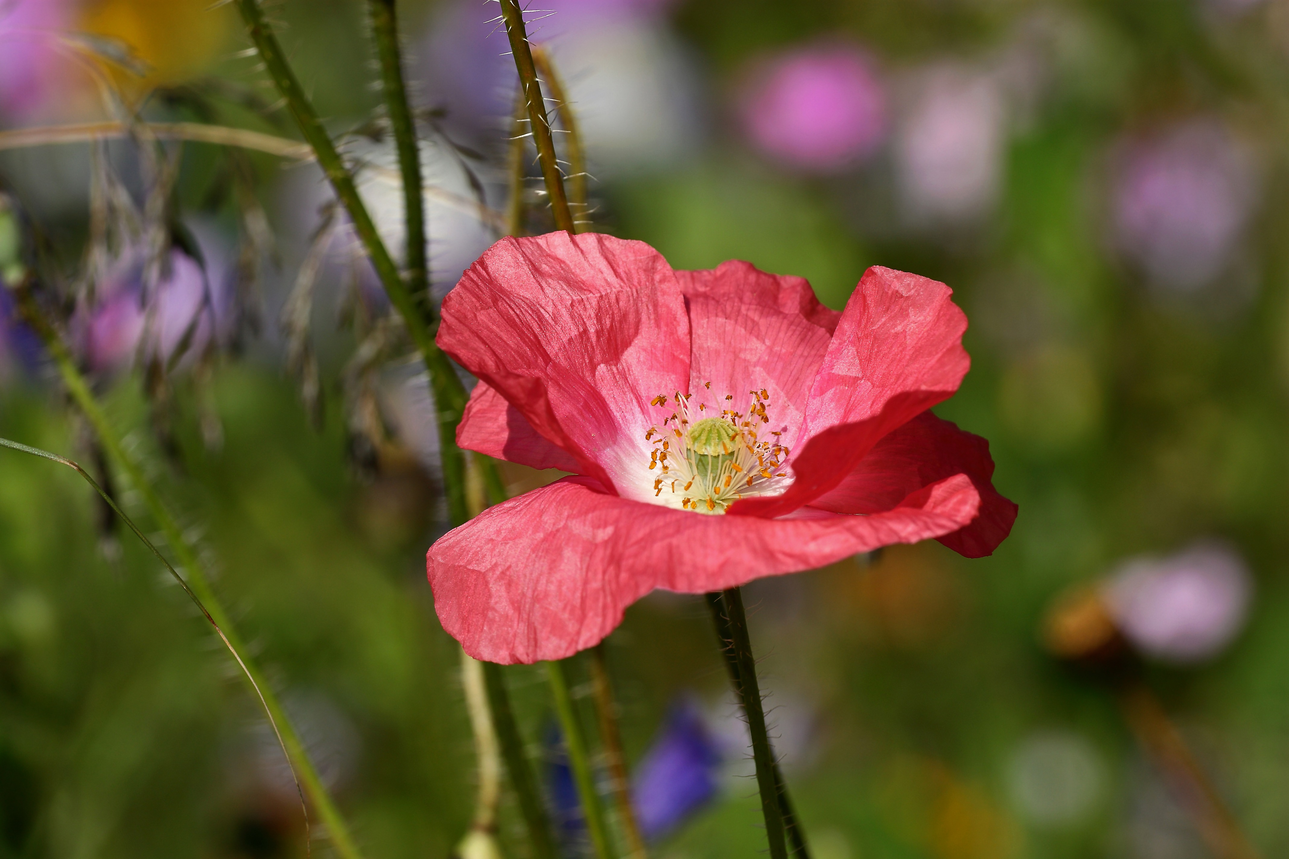 Бесплатное фото Красный цветок мака