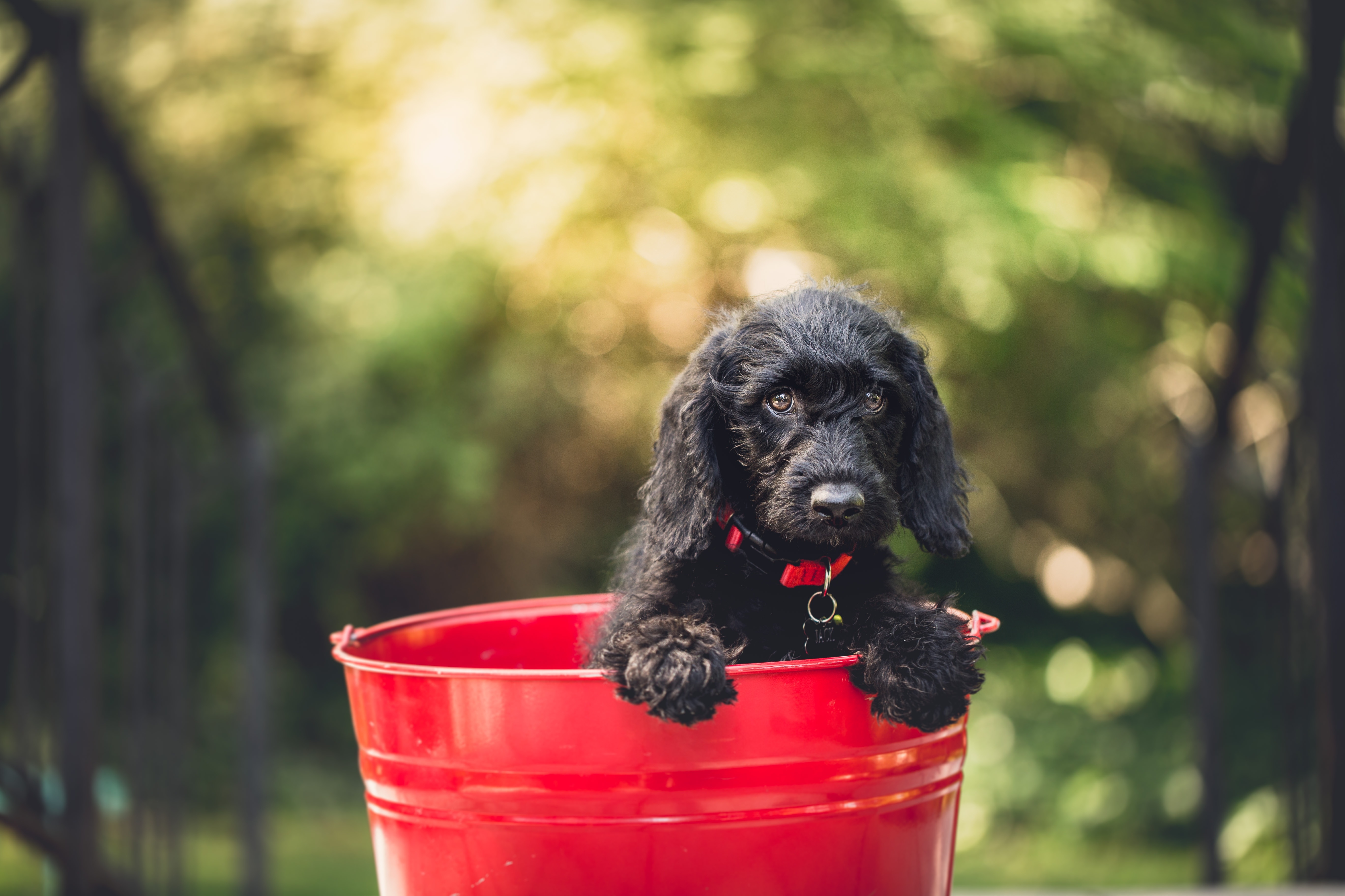 Wallpapers puppy bokeh cute on the desktop