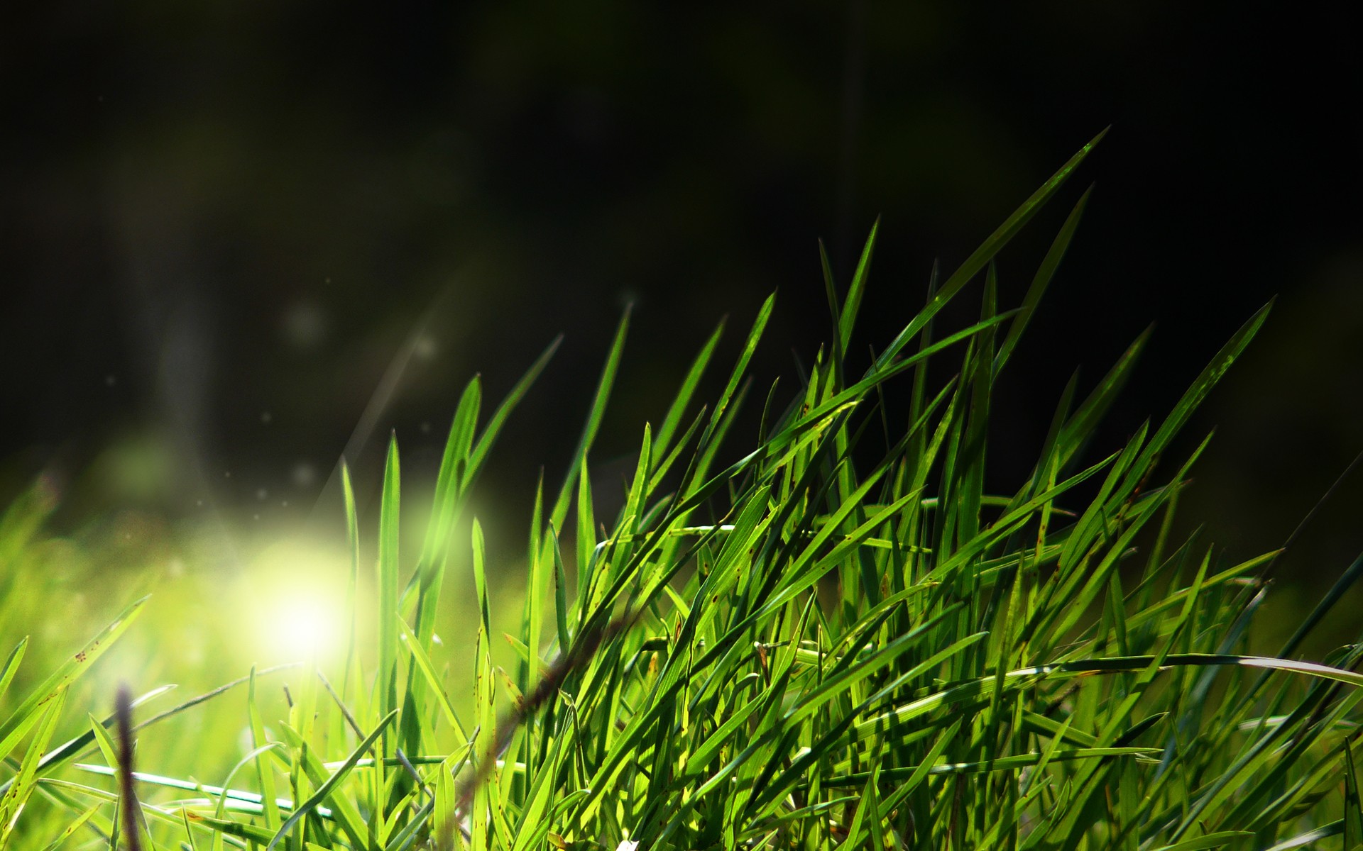 Short green grass with lighting