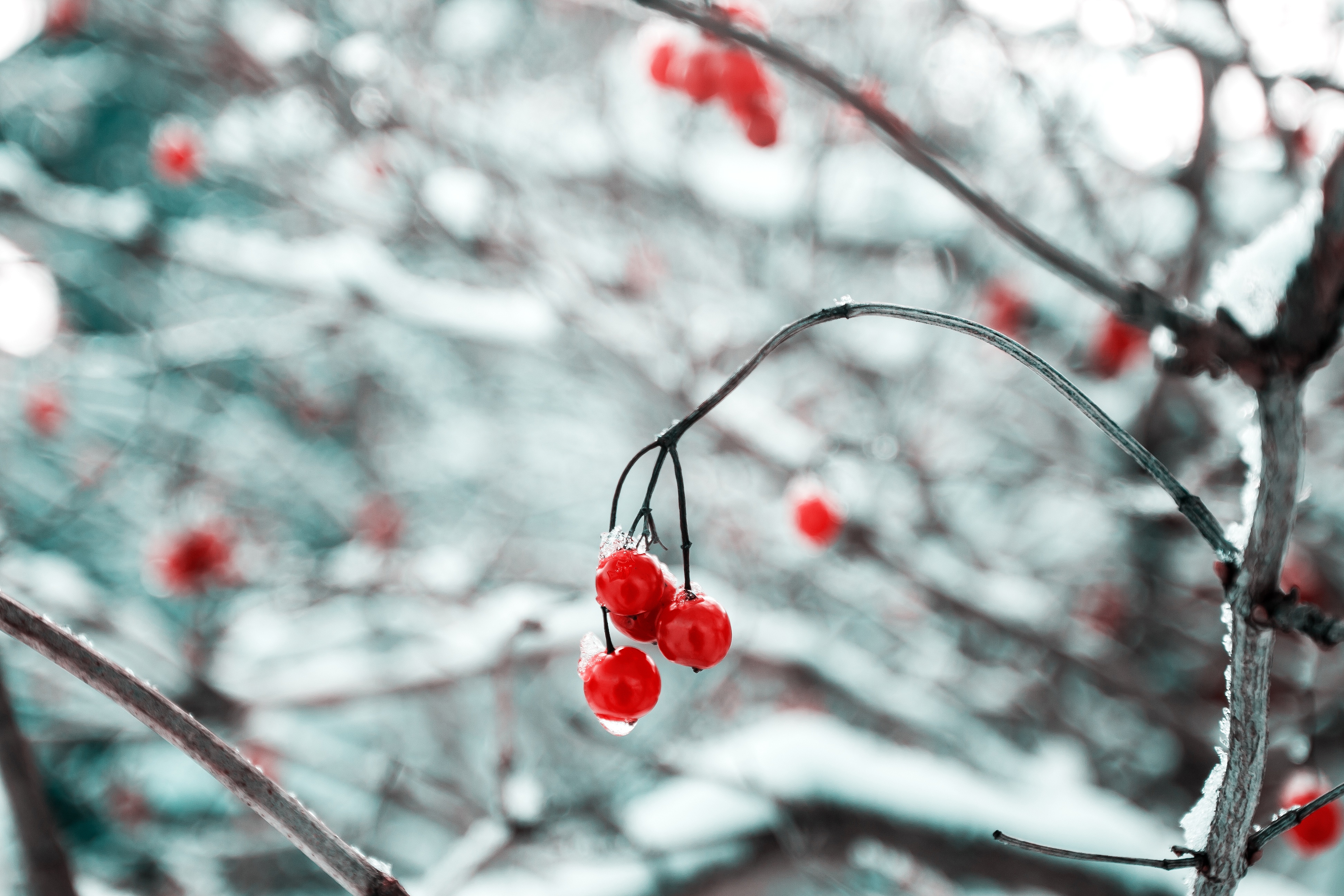 Red berries on branches covered with snow