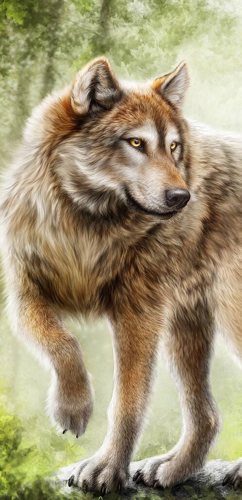 Обои волк хищник art на рабочий стол