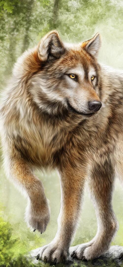 Обои волк хищник art на рабочий стол