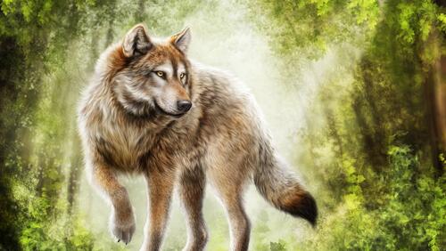 Обои волк хищник art на рабочий стол