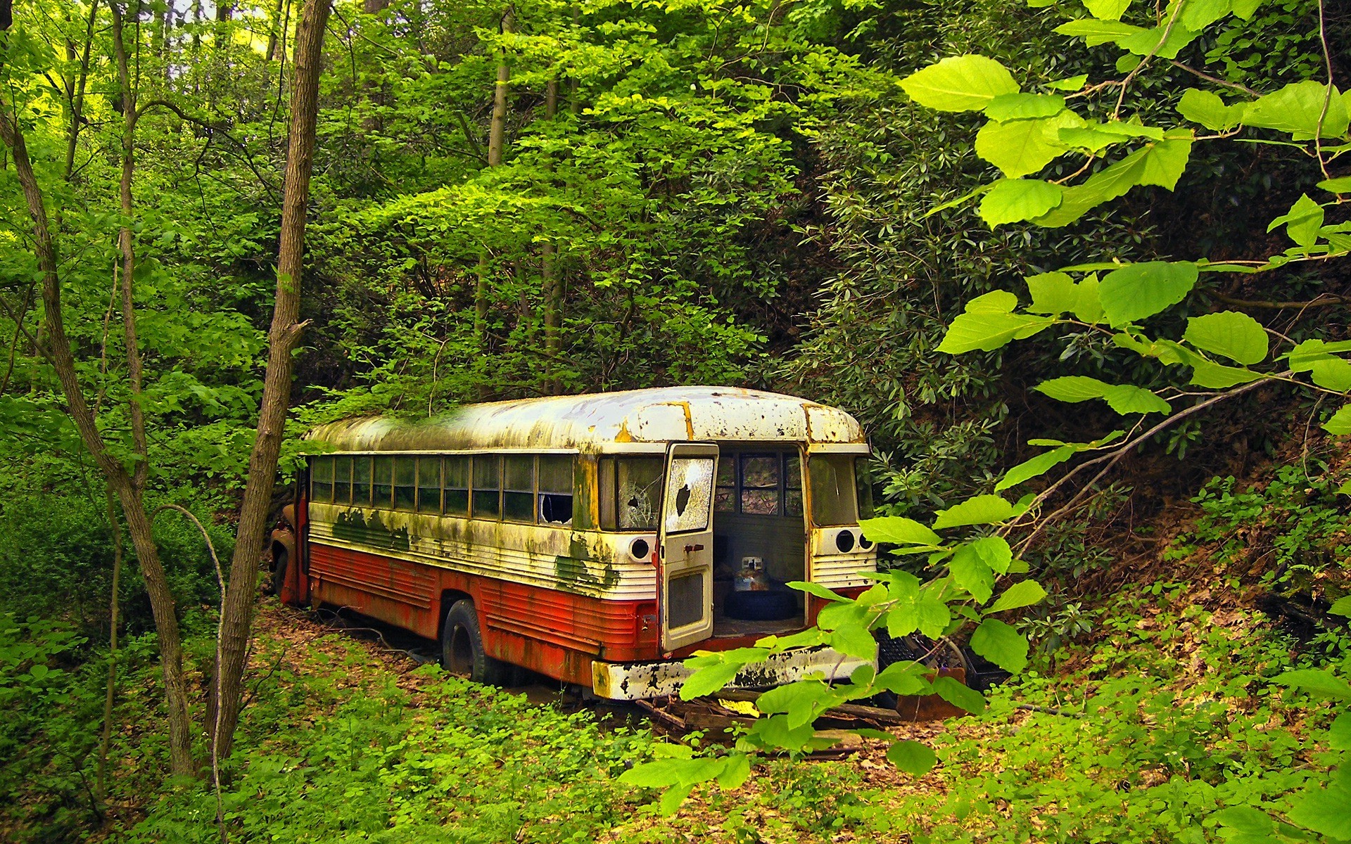 Wallpapers abandonded buses Forest on the desktop