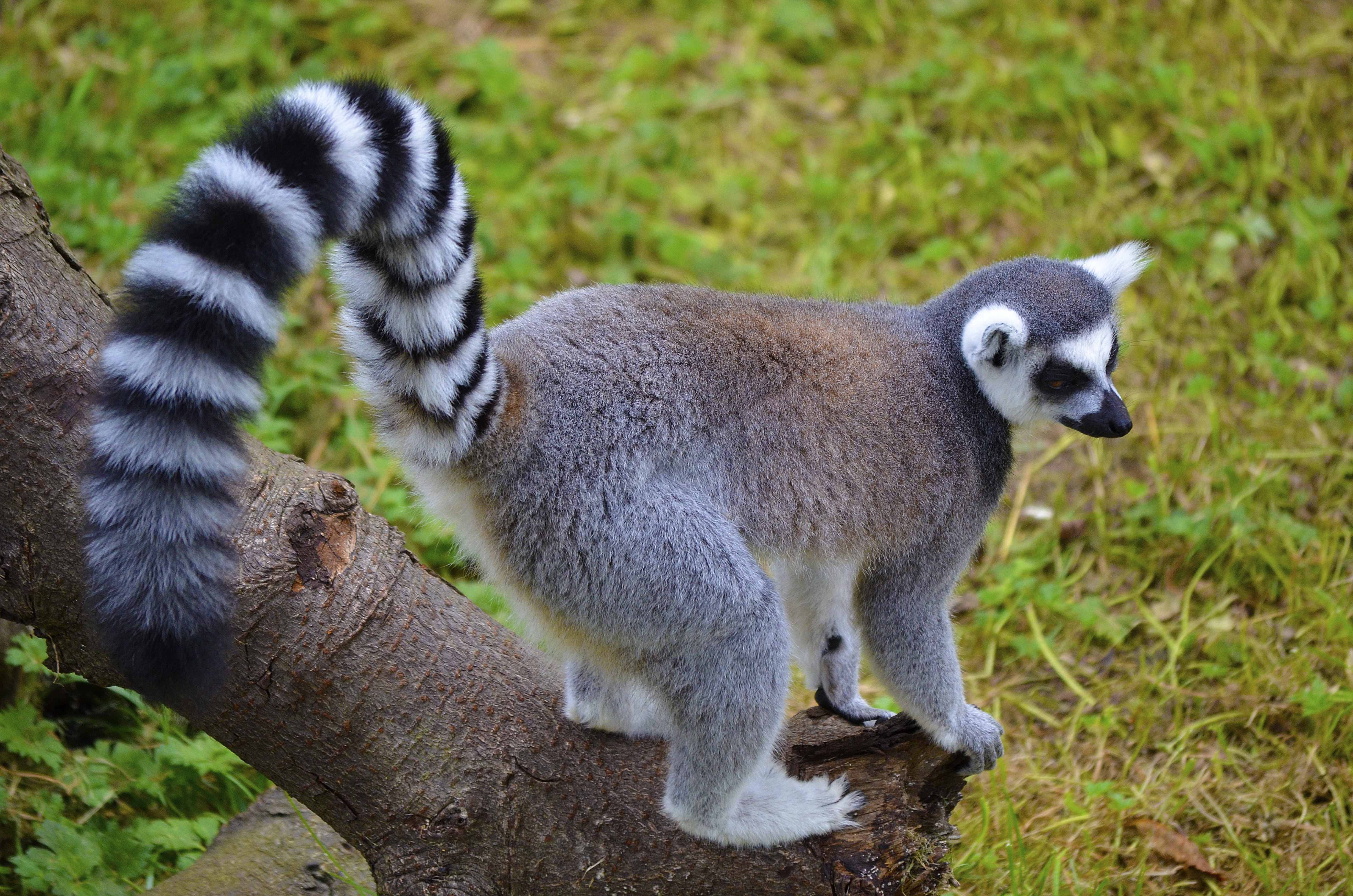 Wallpapers lemur tail striped on the desktop