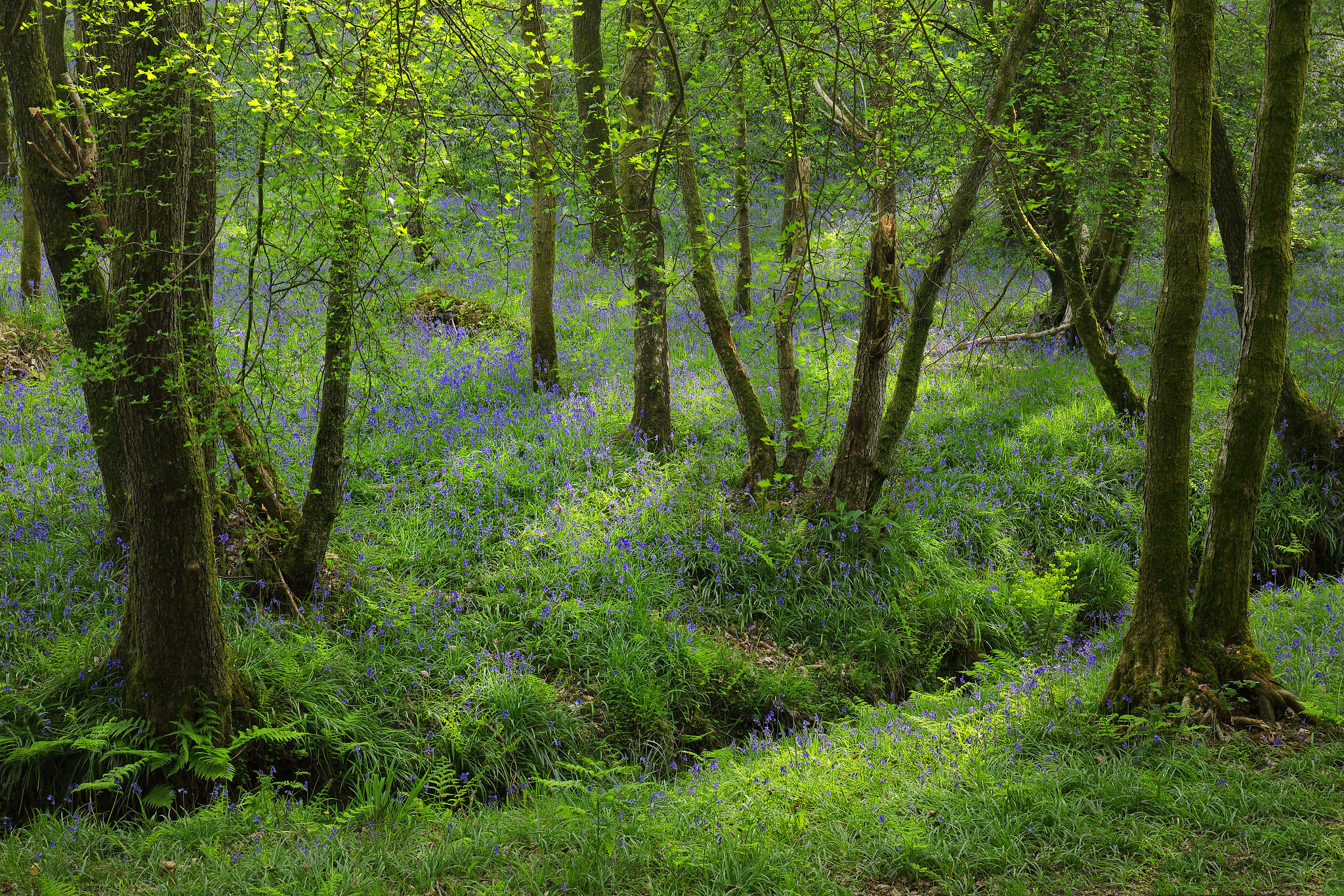 Wallpapers landscape flowers greens on the desktop