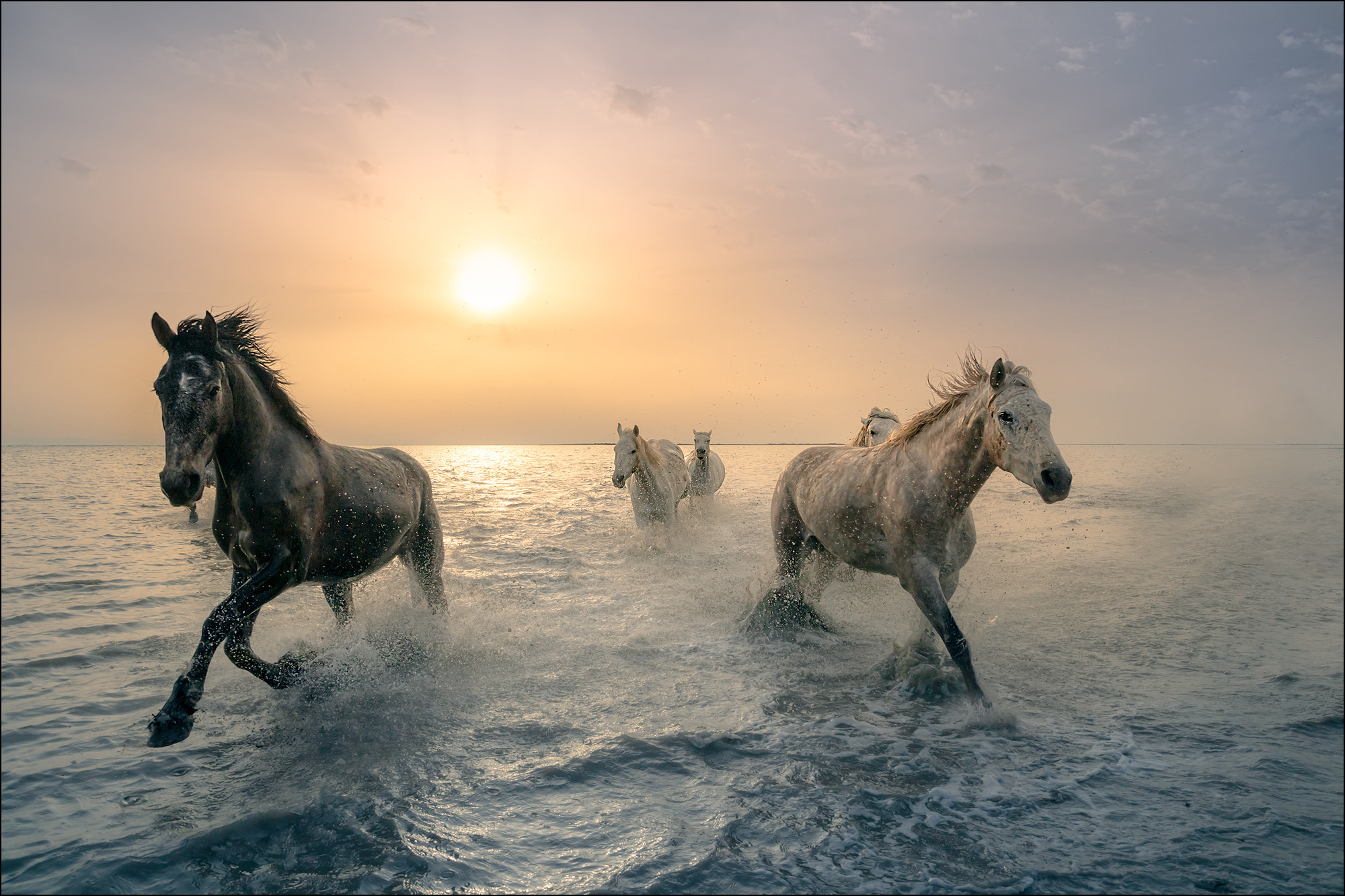 日落时分，马儿在海边奔跑