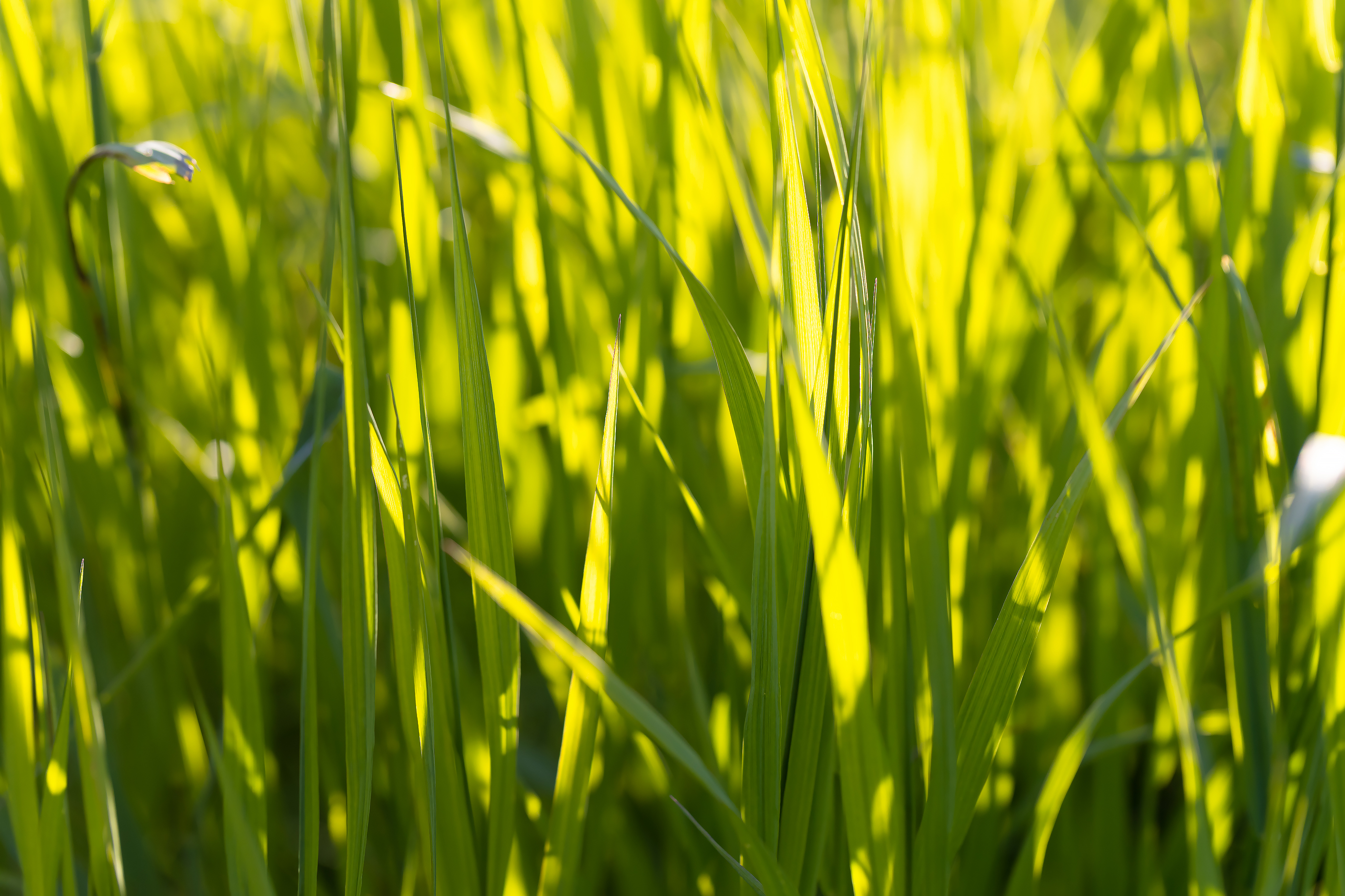 Young grass in the soft sunlight