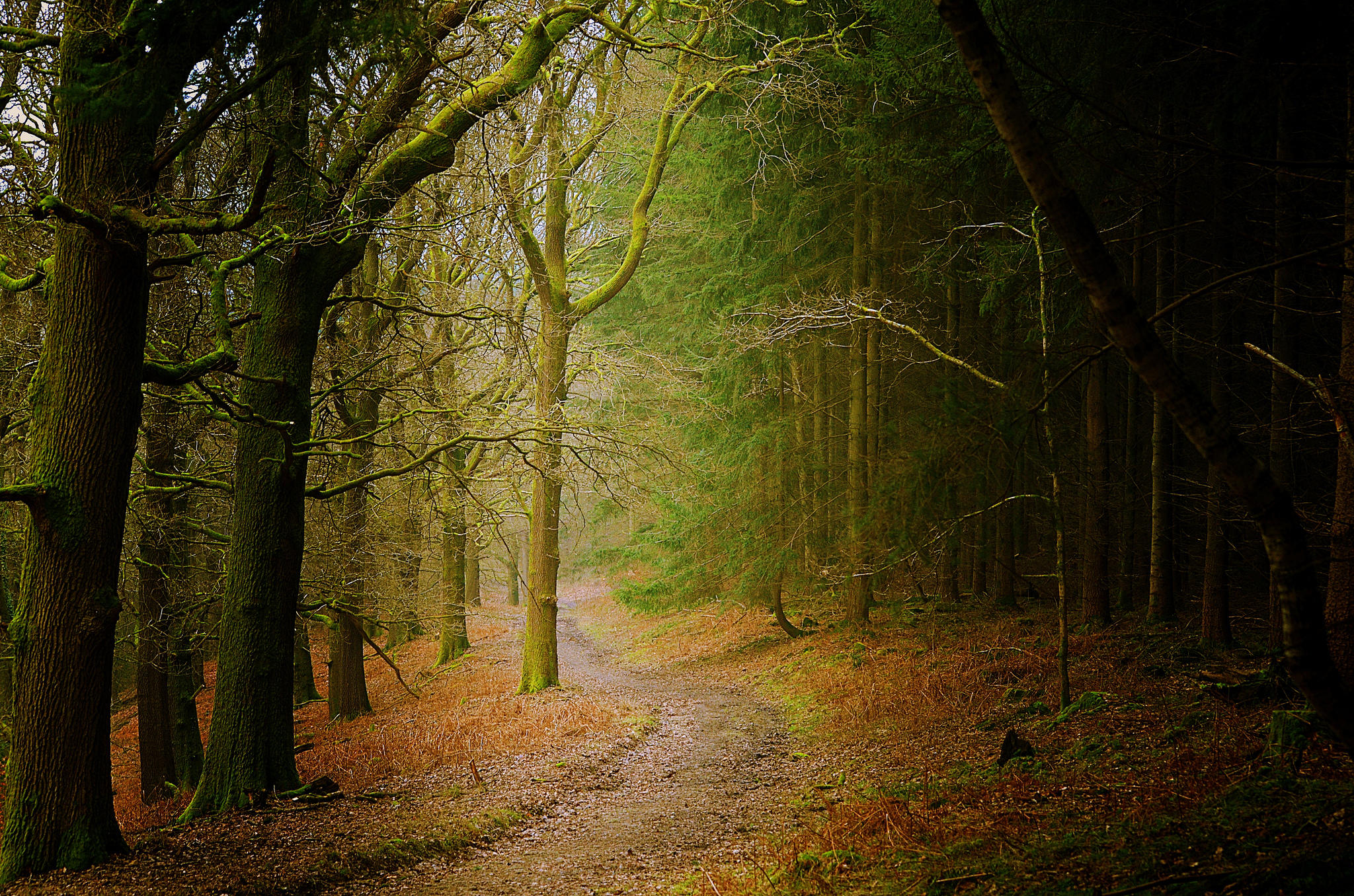 Free photo Screensavers on the road, the forest