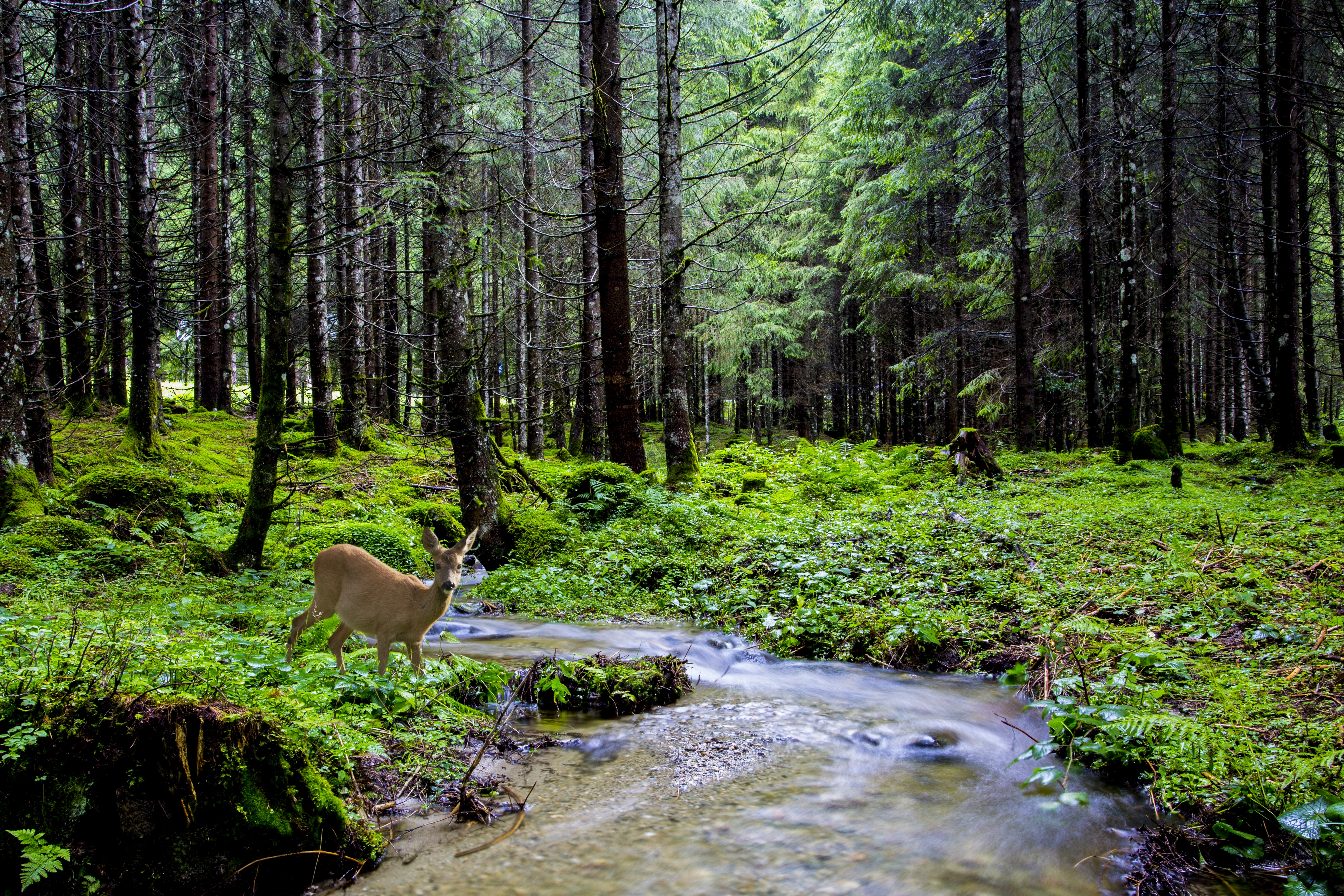 Wallpapers river landscape deer on the desktop