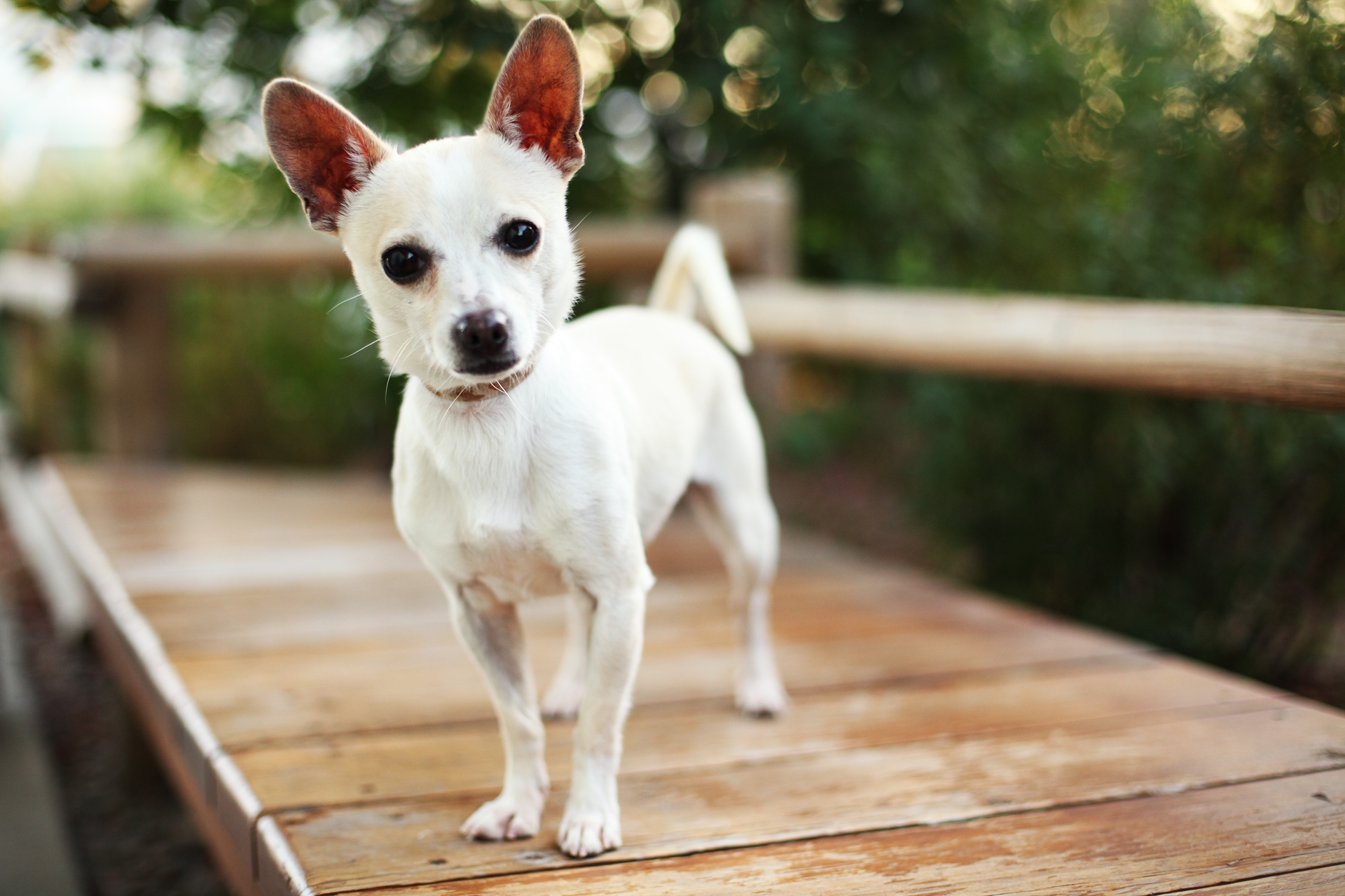 Free photo A white curious dog