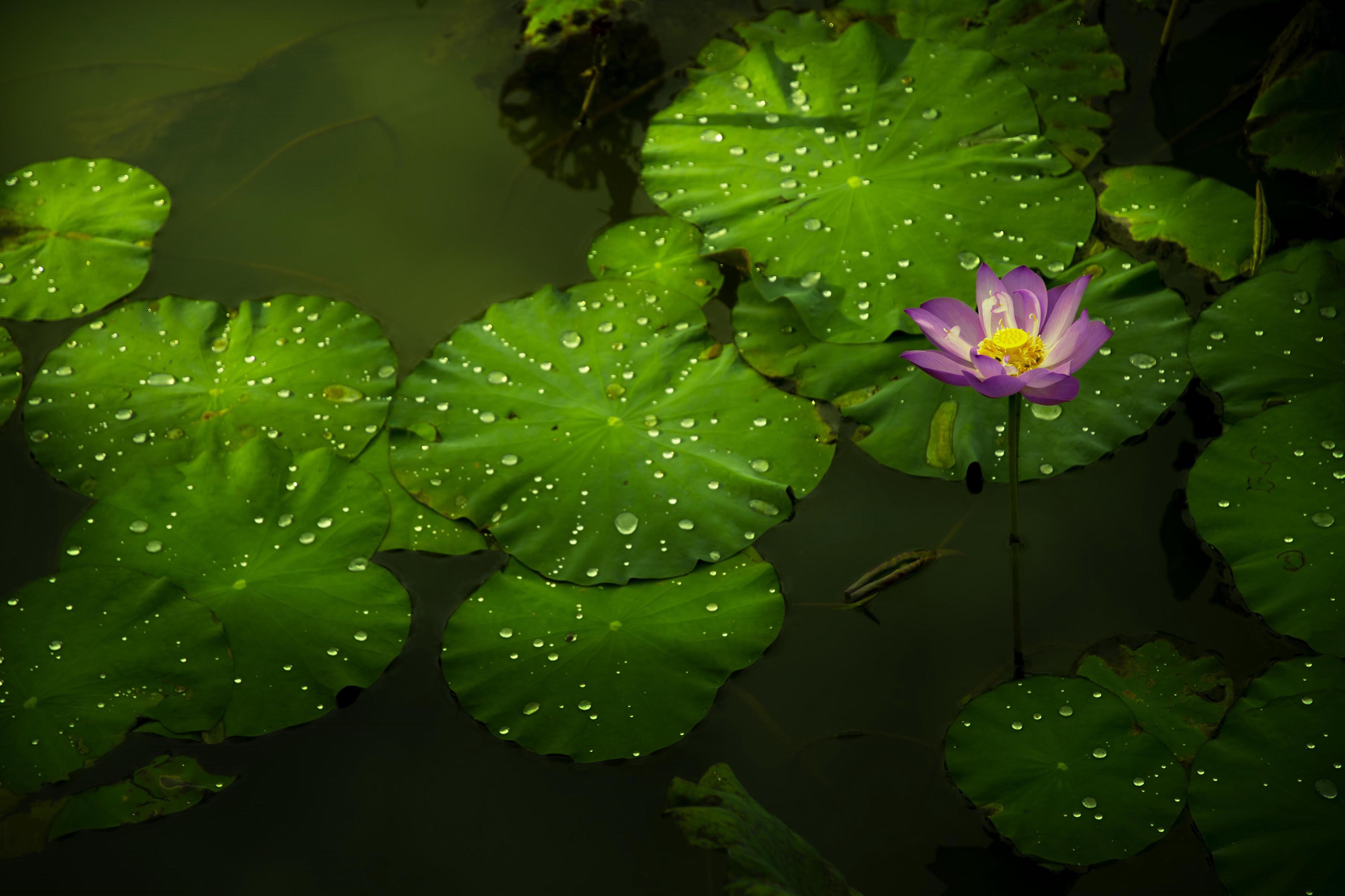 免费照片莲花和河流