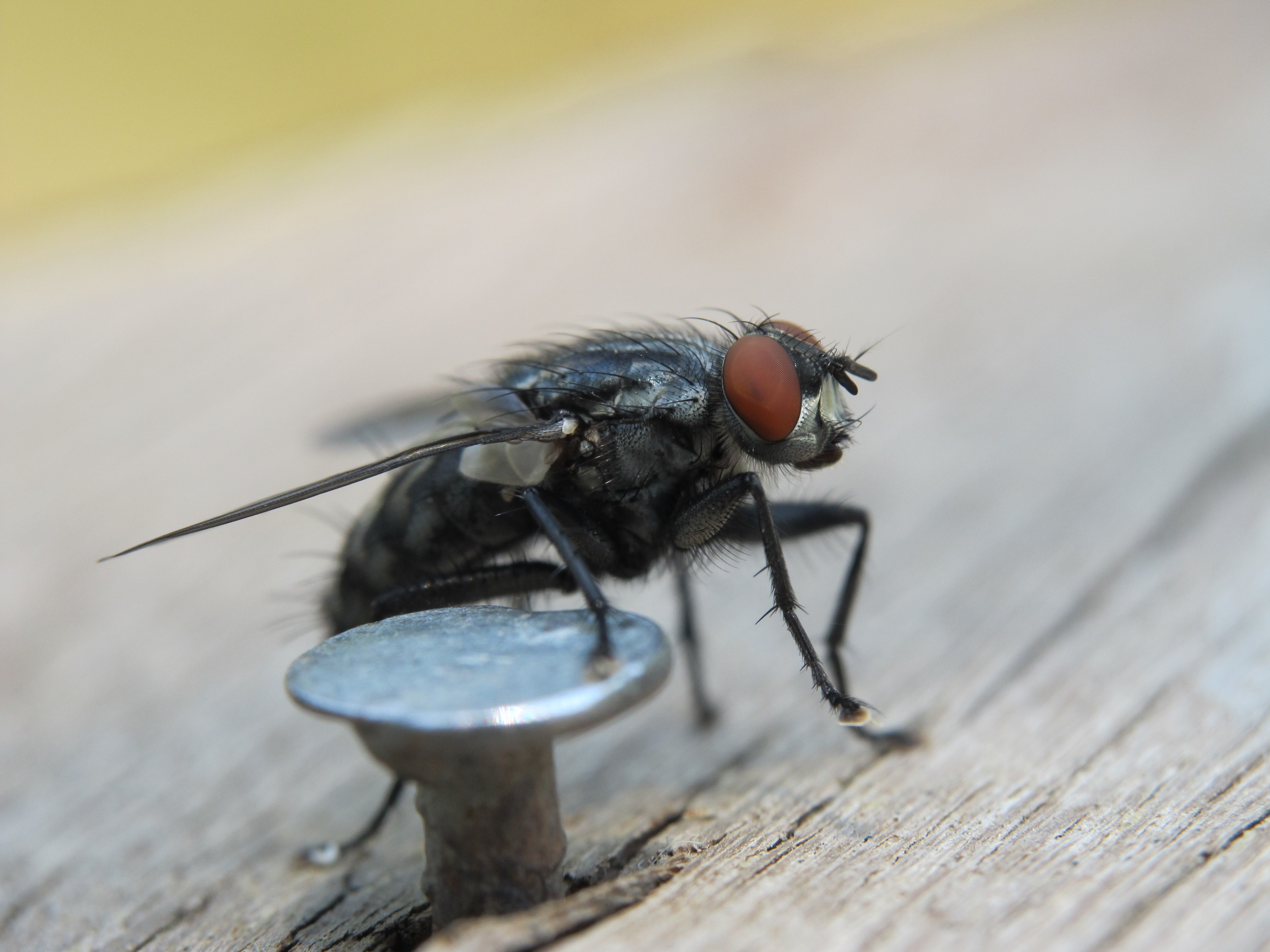 Бесплатное фото Муха и гвоздь