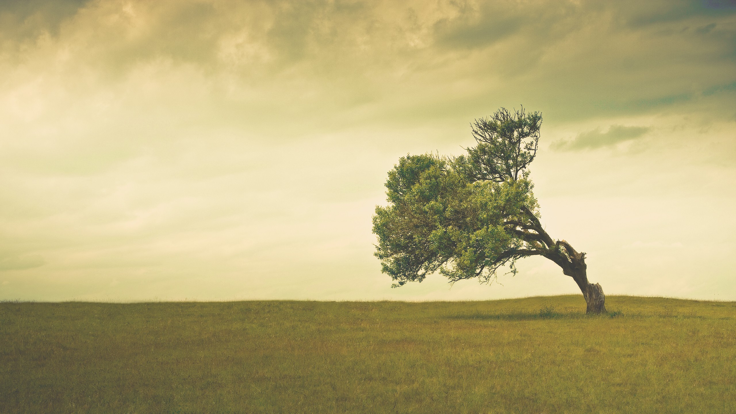 Бесплатное фото Одинокое изогнутое дерево стоит на просторном поле под хмурым облачным небом.