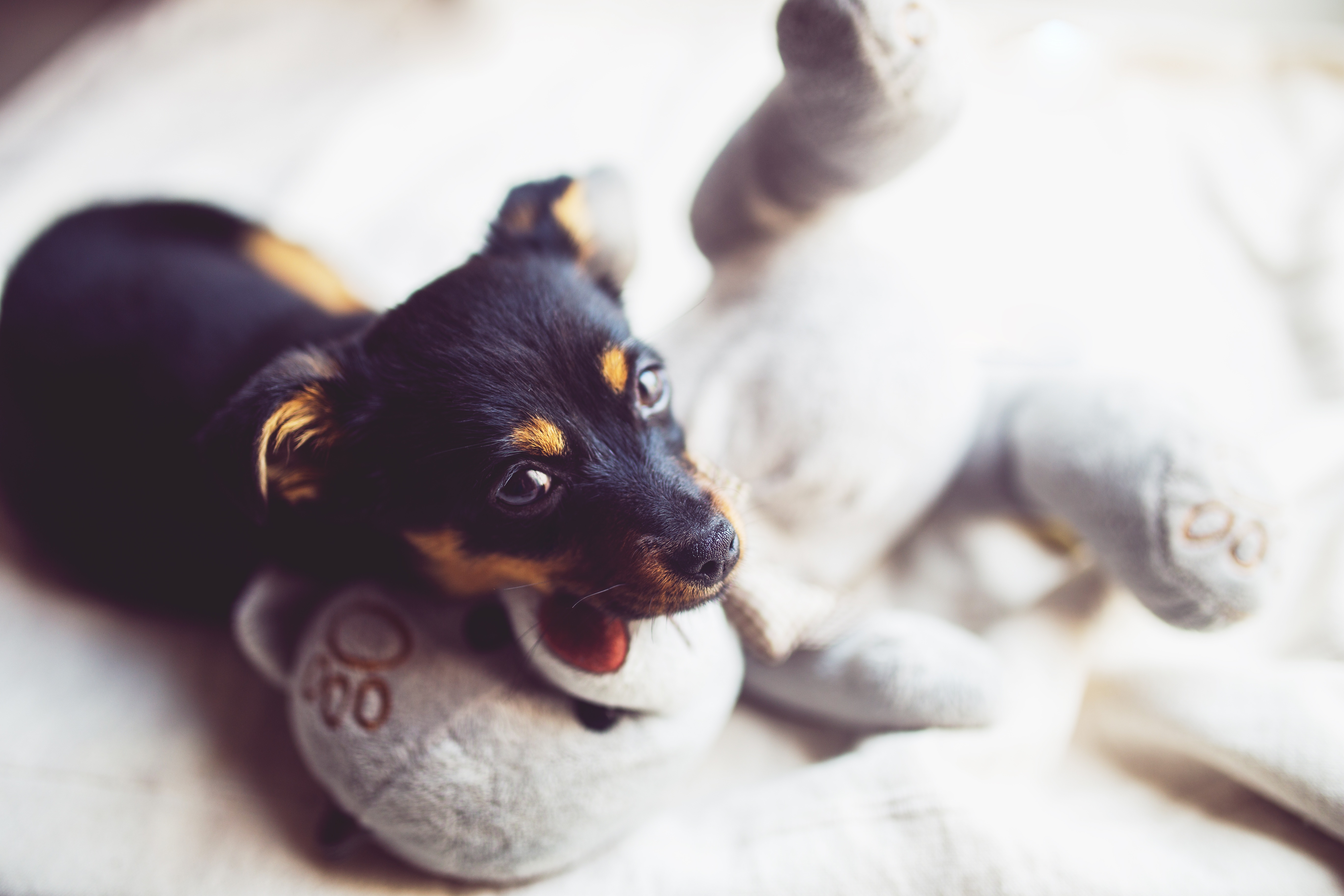 Free photo A dog with his favorite toy