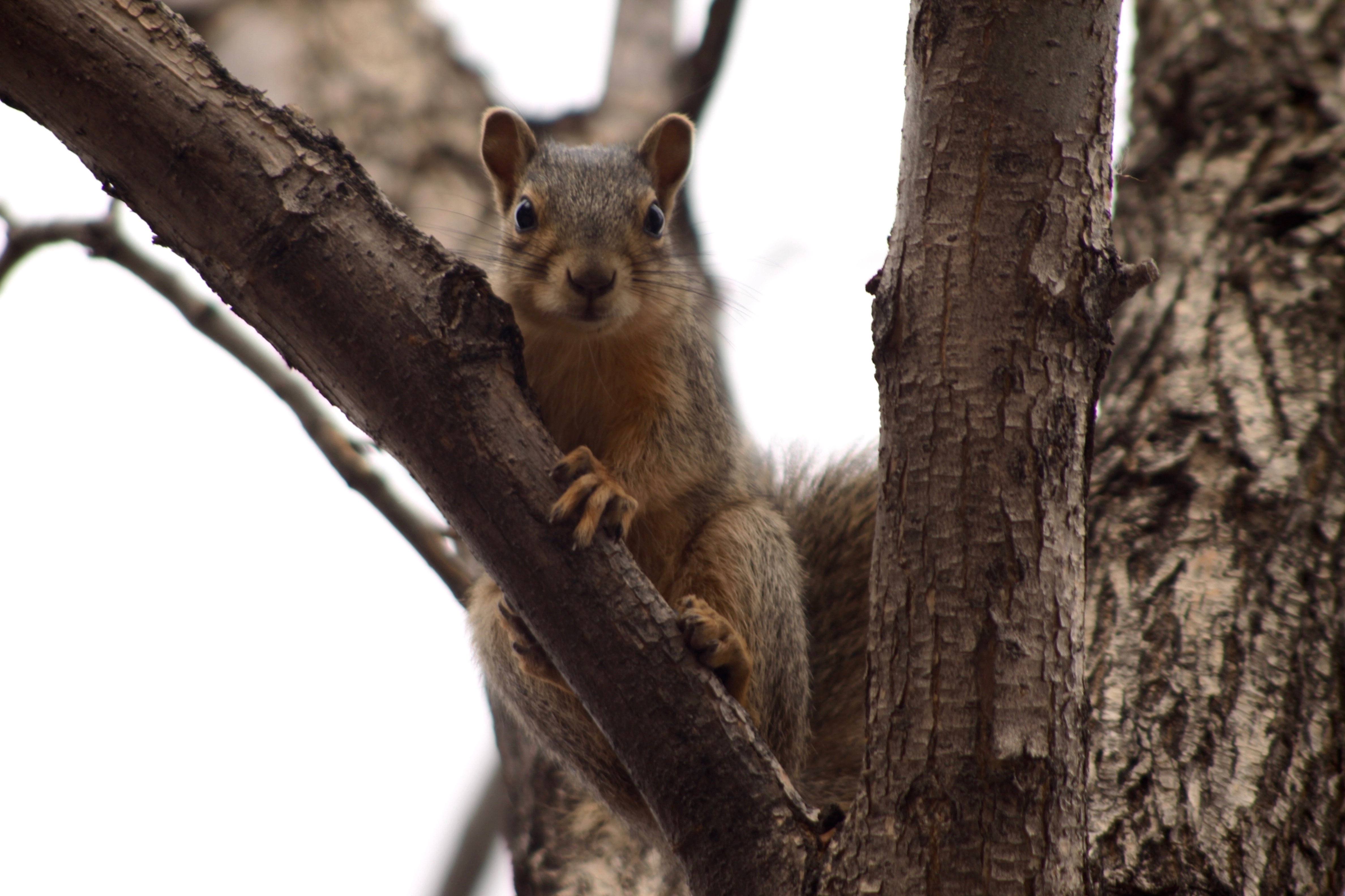 Free photo A squirrel in a tree