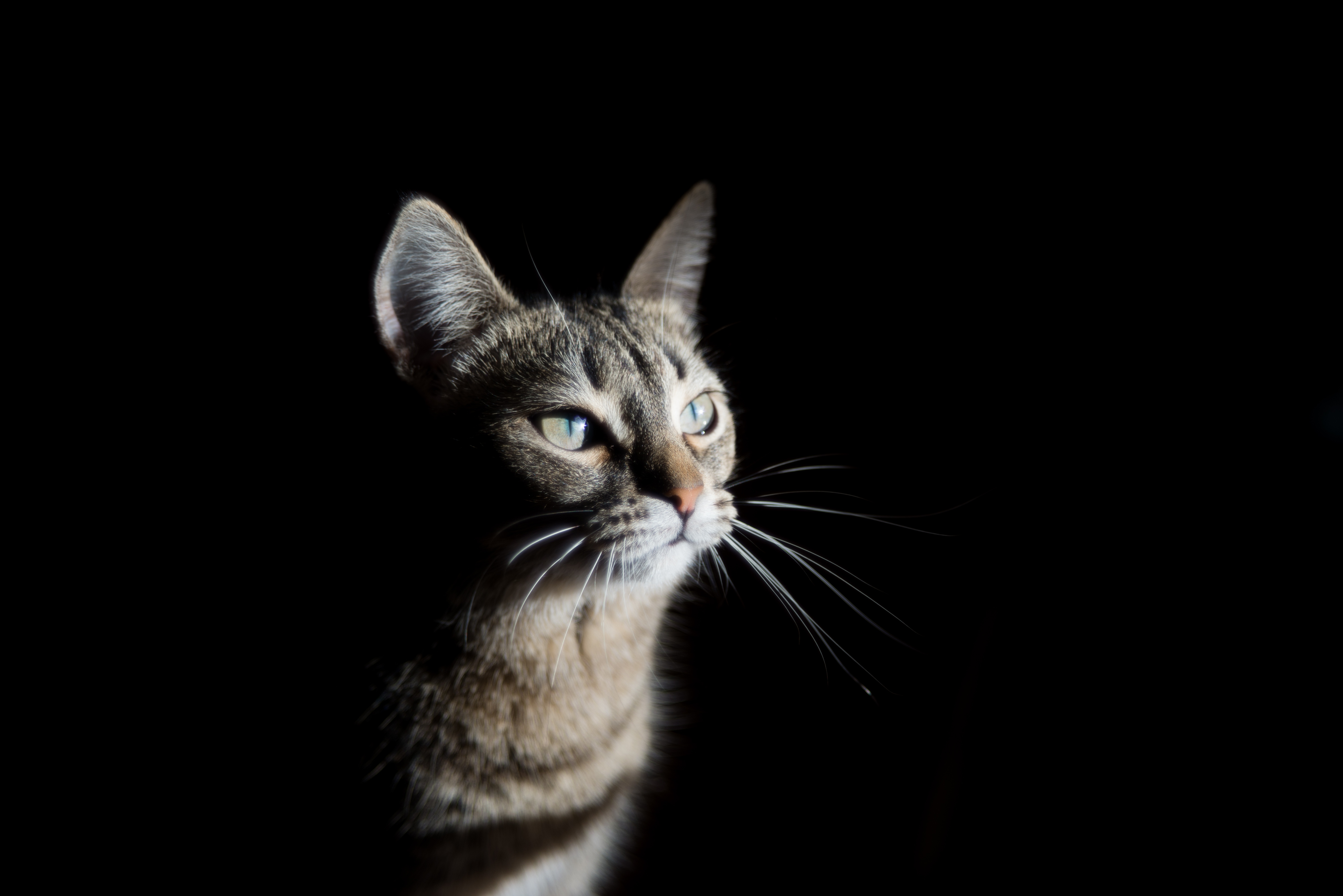 桌面上的壁纸动物 猫咪 胡子