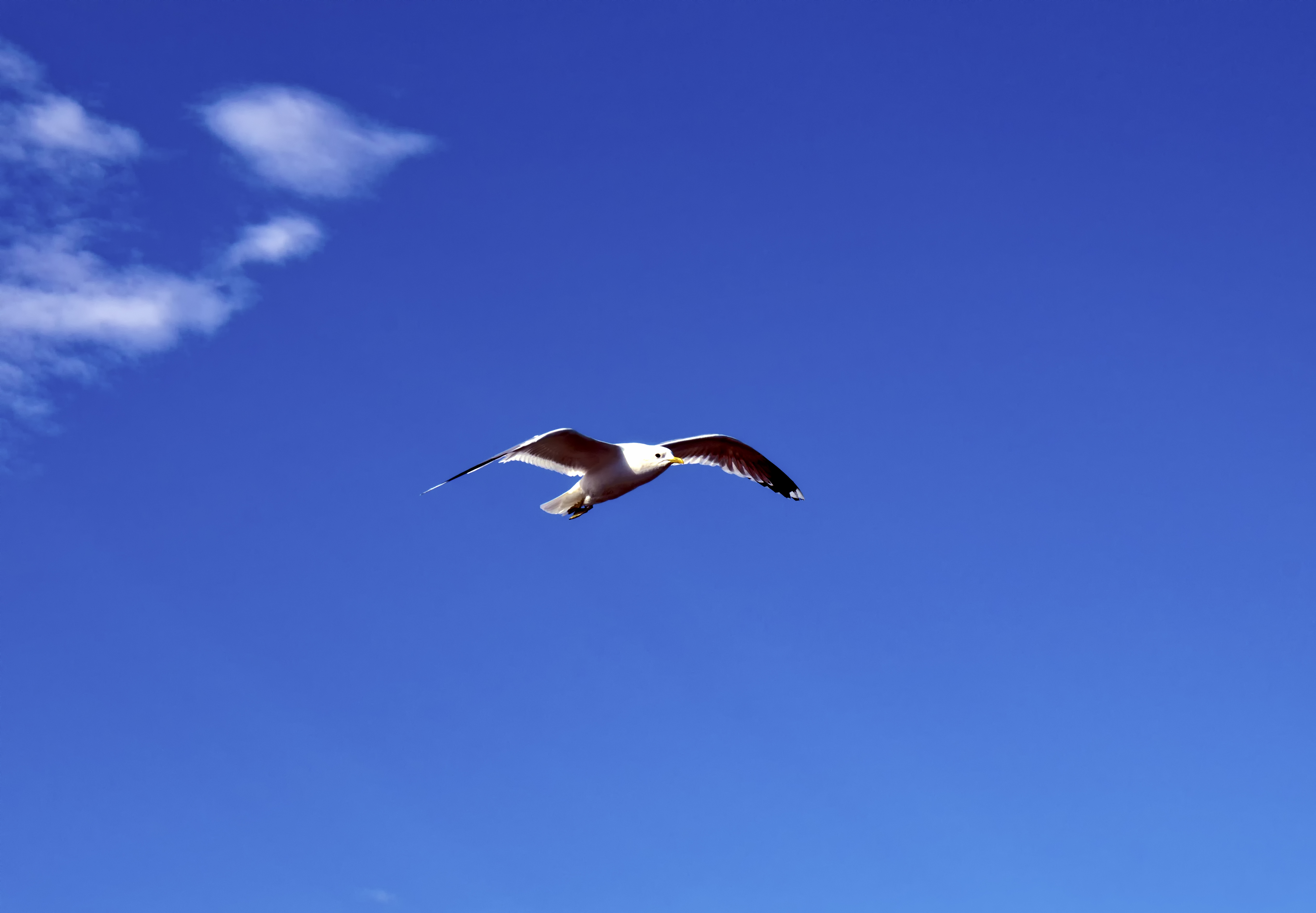 Обои морская птица чайка небо на рабочий стол