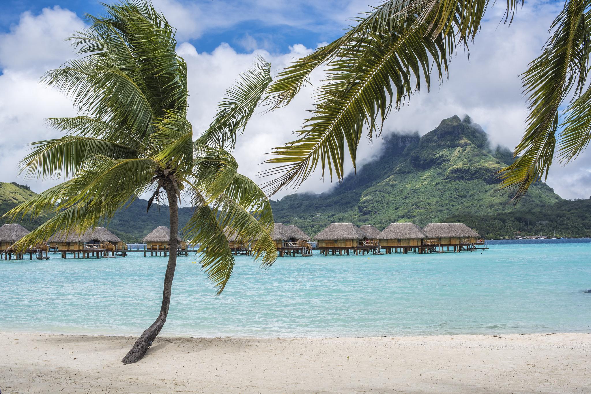 Wallpapers Bora Bora sea palm trees on the desktop