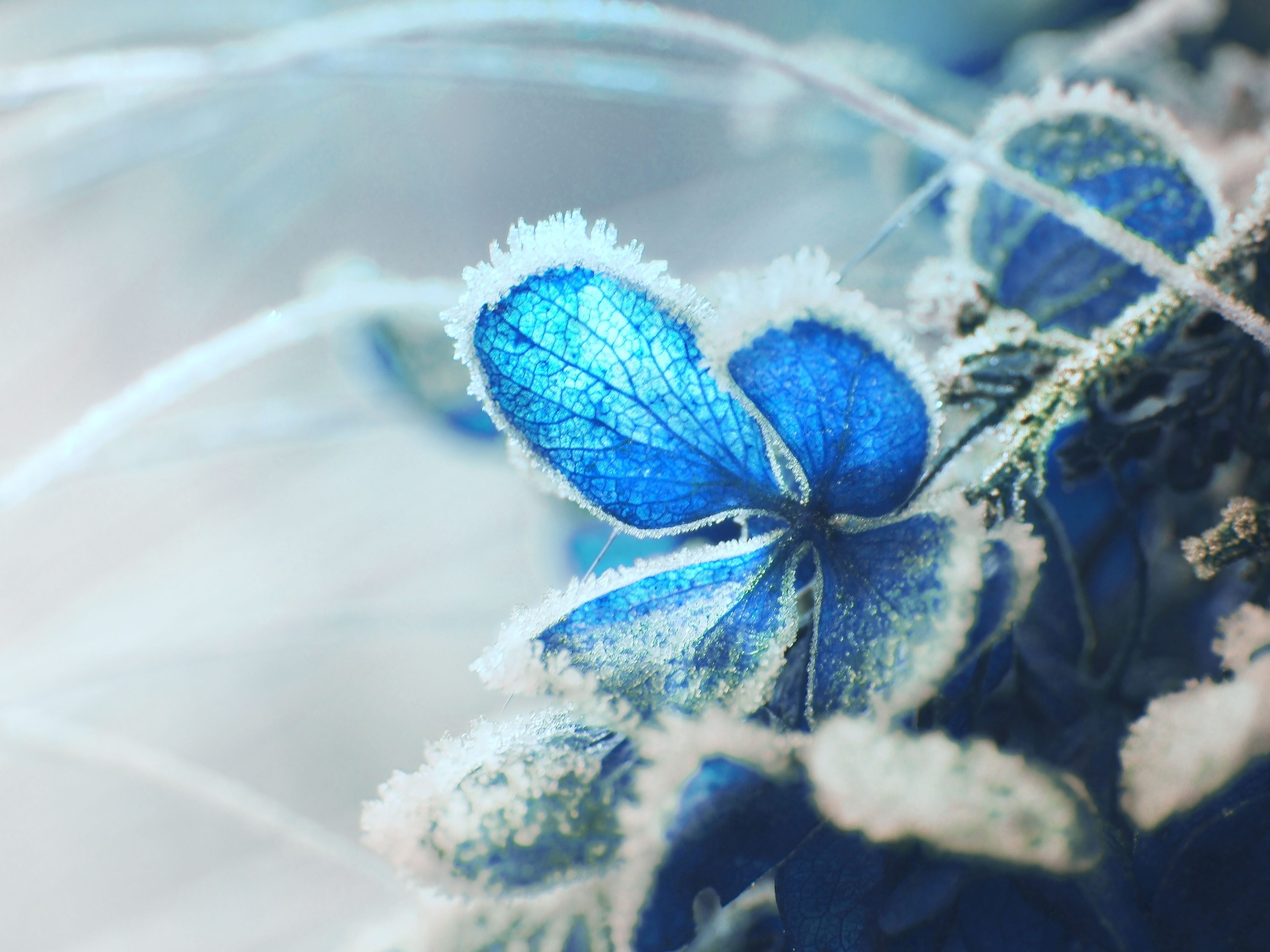 免费照片冻结的蓝色花瓣